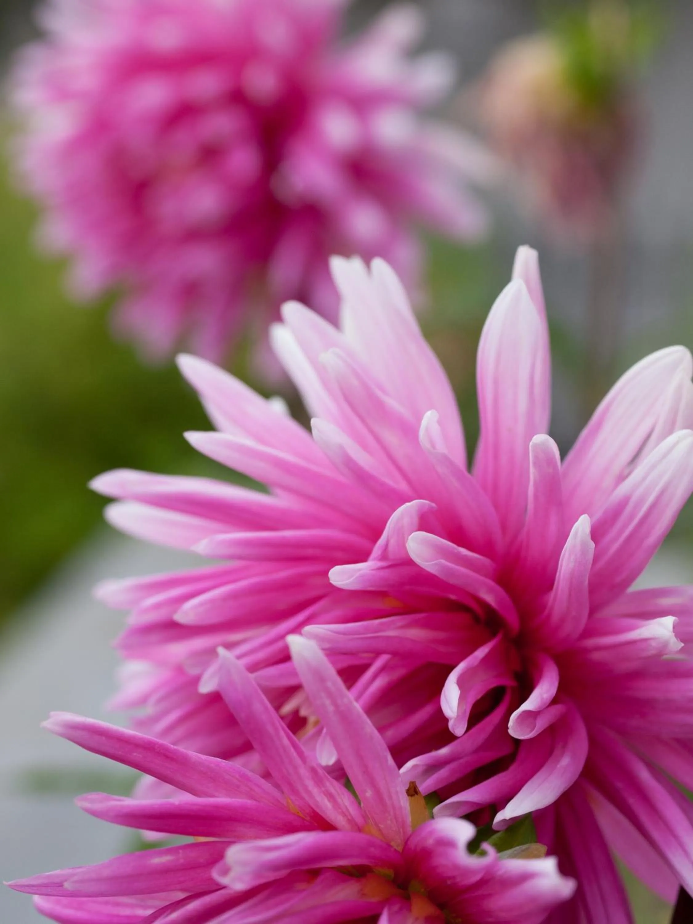 Garden view in Astromeria