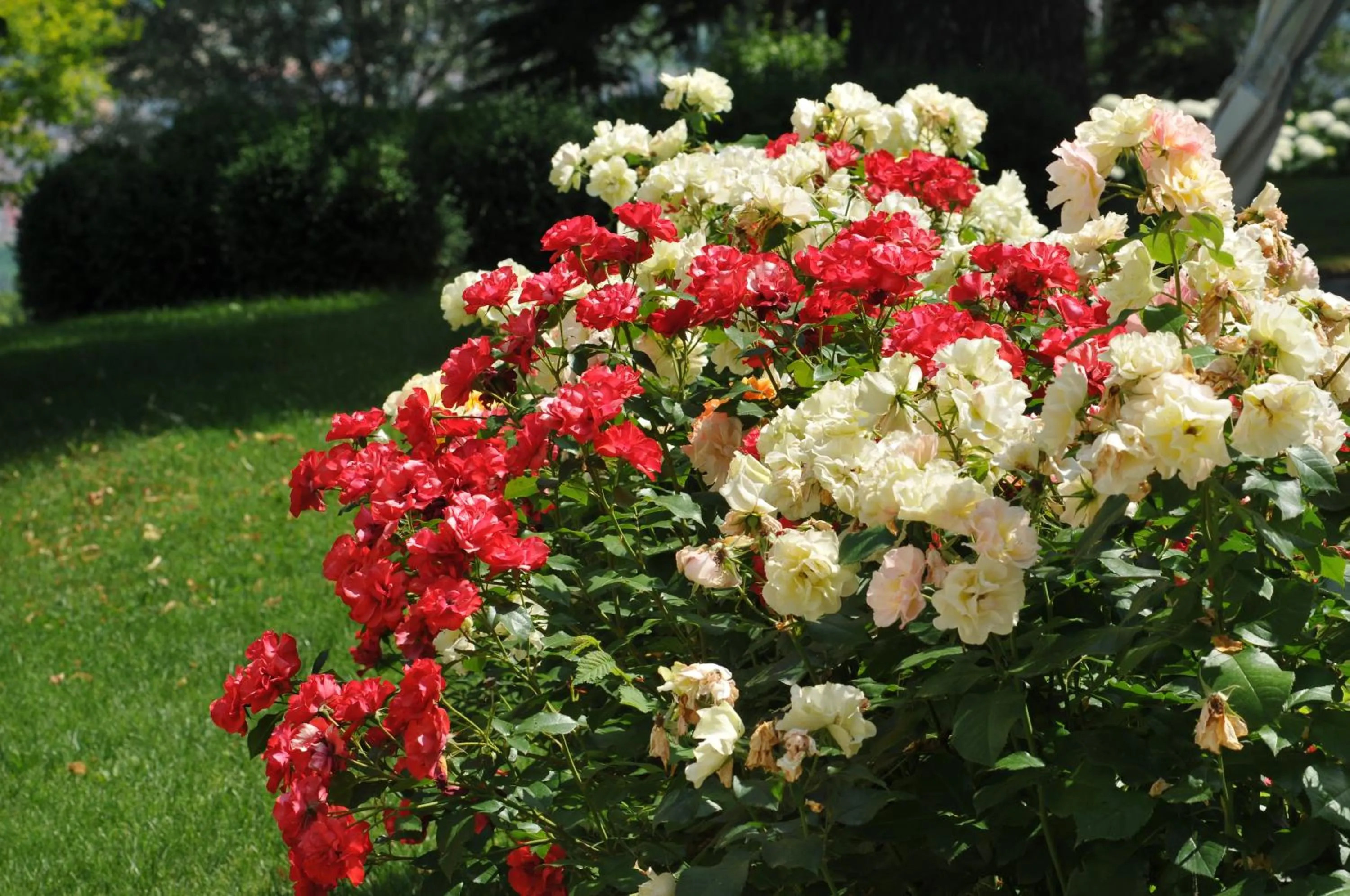 Garden in Villa Pattono Relais
