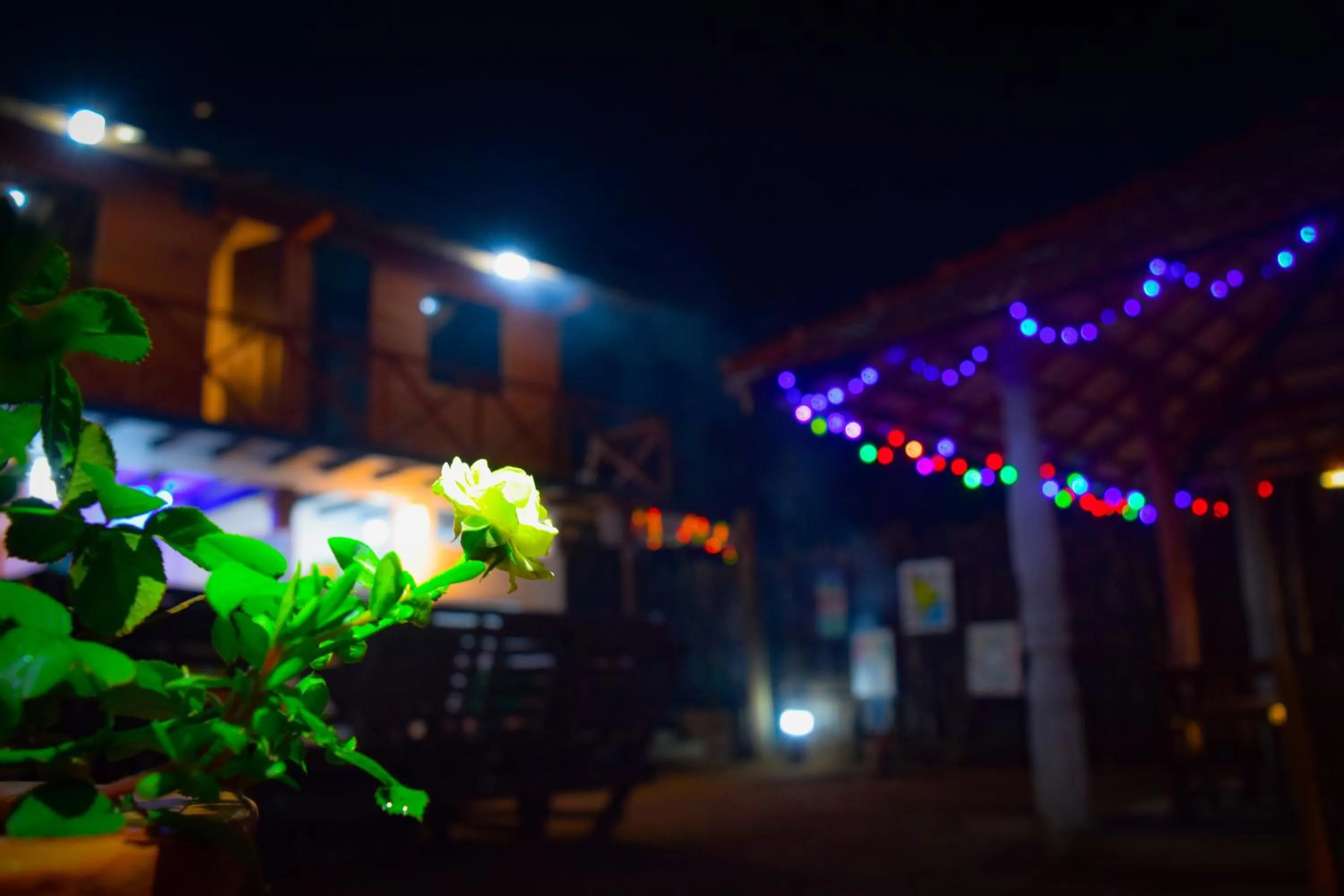 Garden in Lala's Place