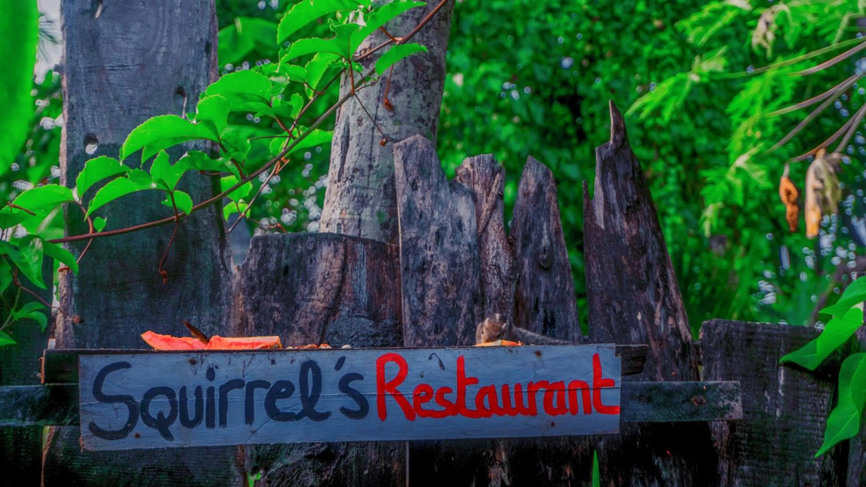 Animals in Lala's Place