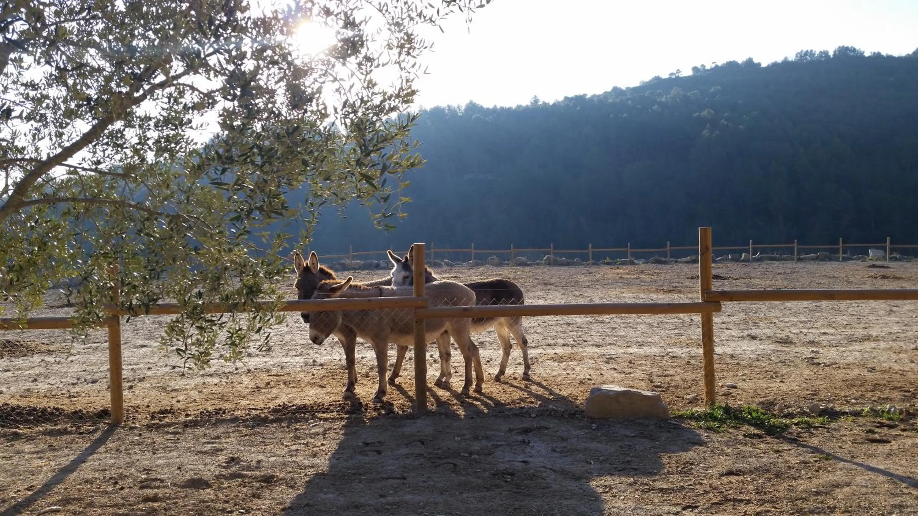 Animals in Les Muntades