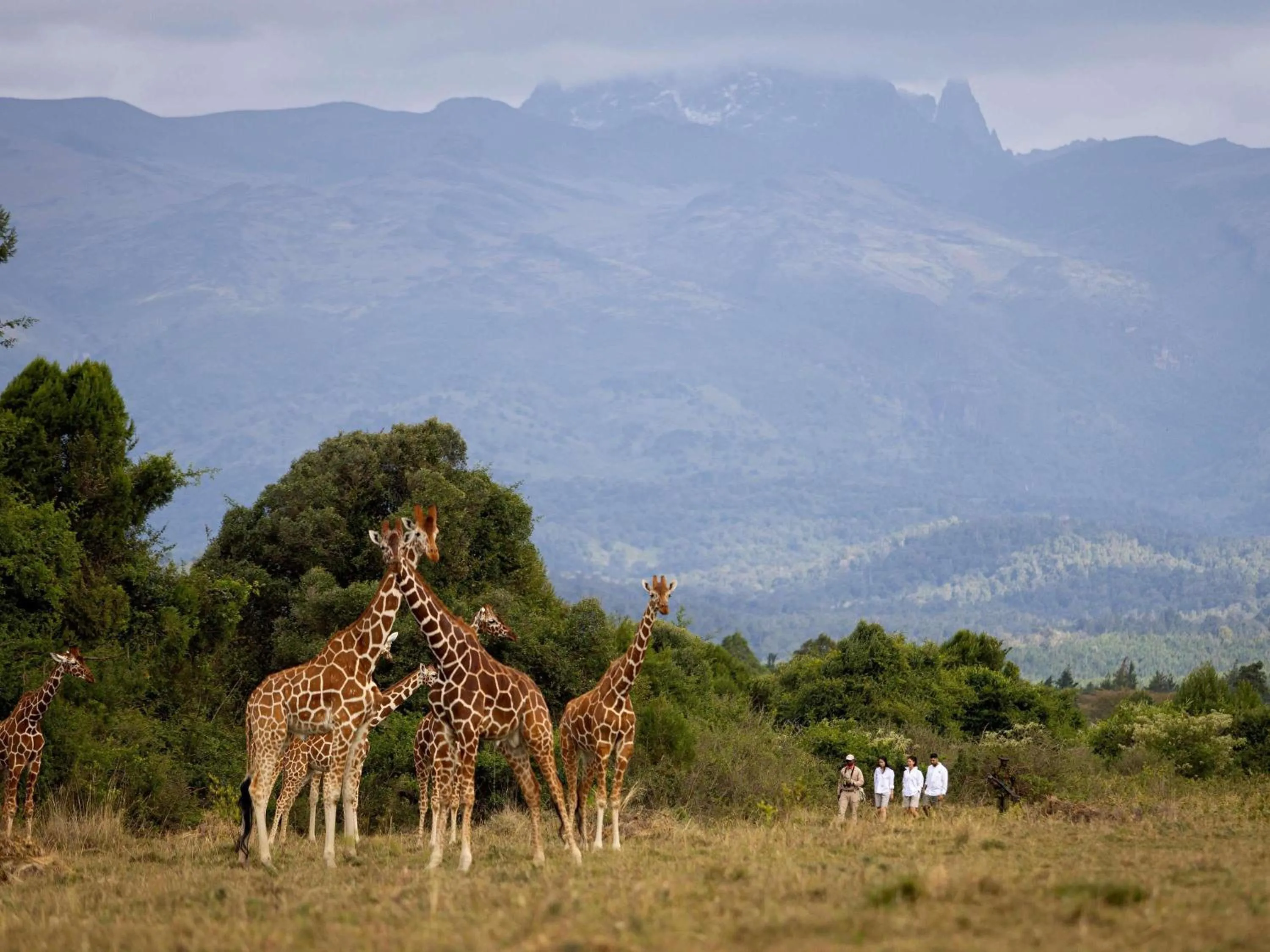 Other in Fairmont Mount Kenya Safari Club