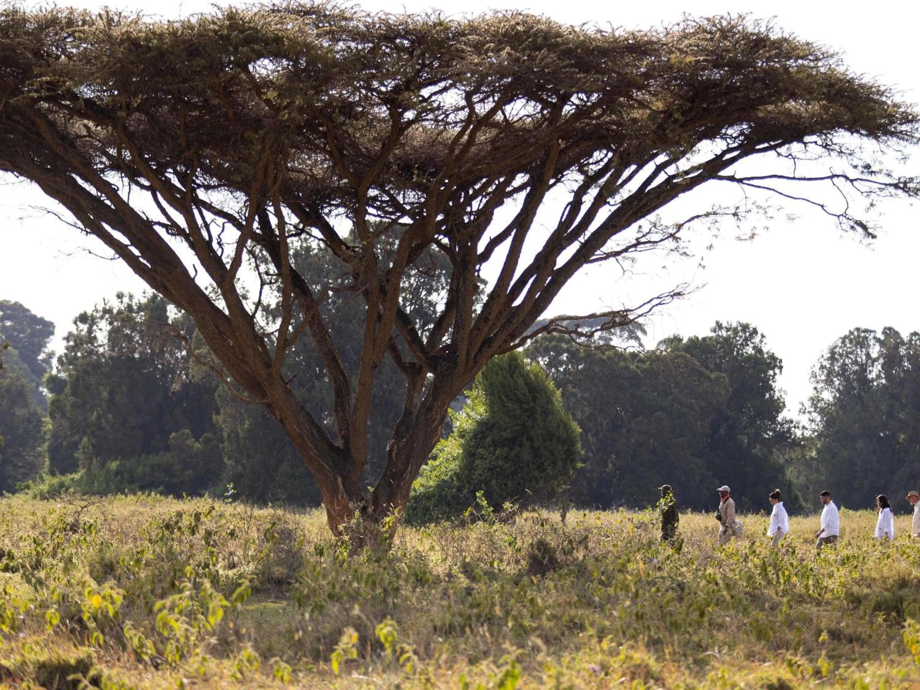 Other in Fairmont Mount Kenya Safari Club