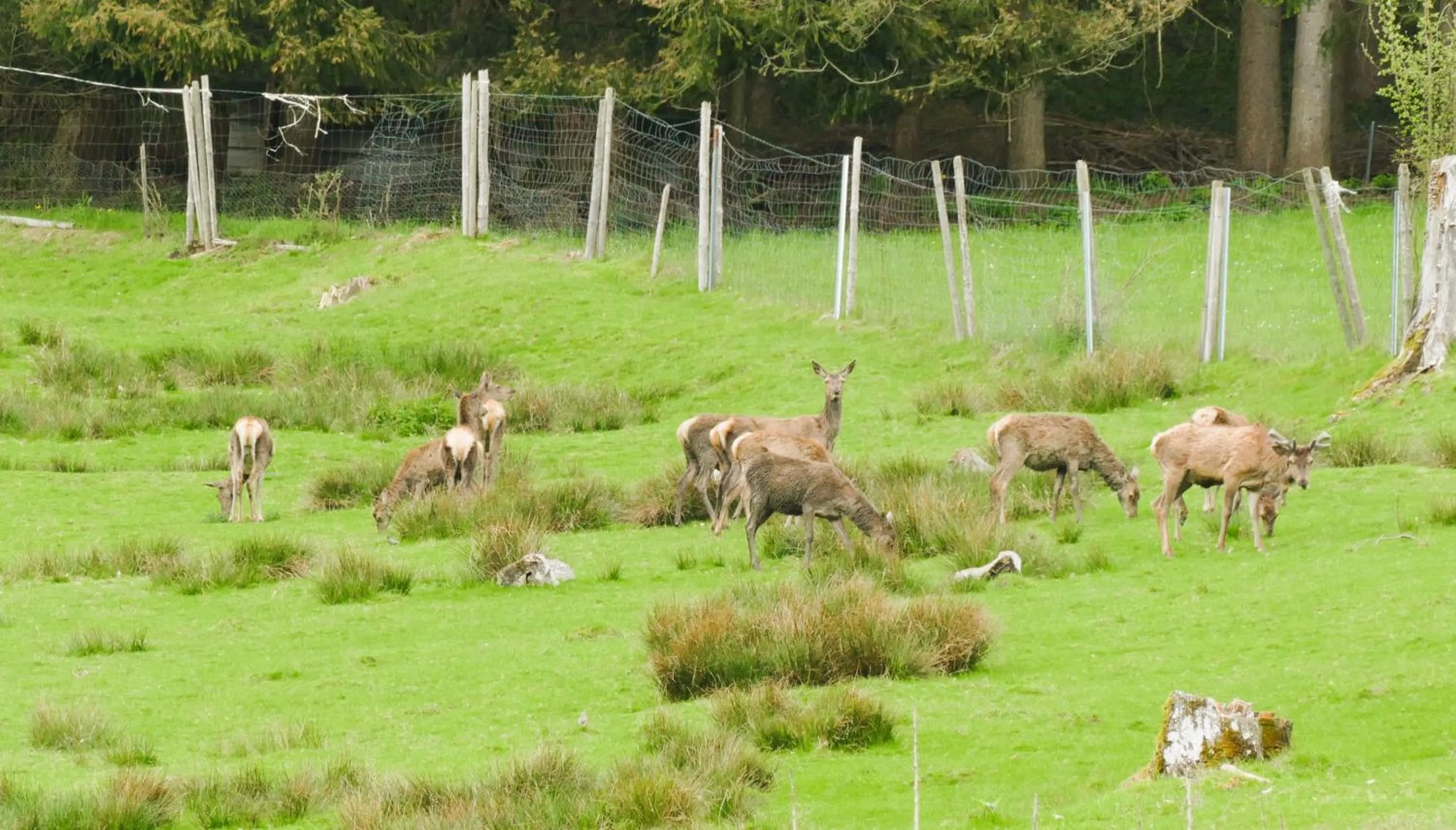 Garden in Hotel Sonne
