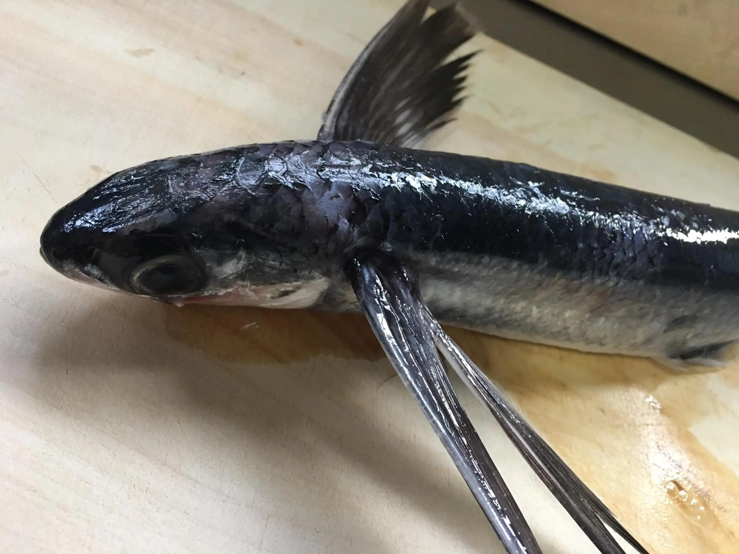 Food in Kokumin Shukusha Sun Marina