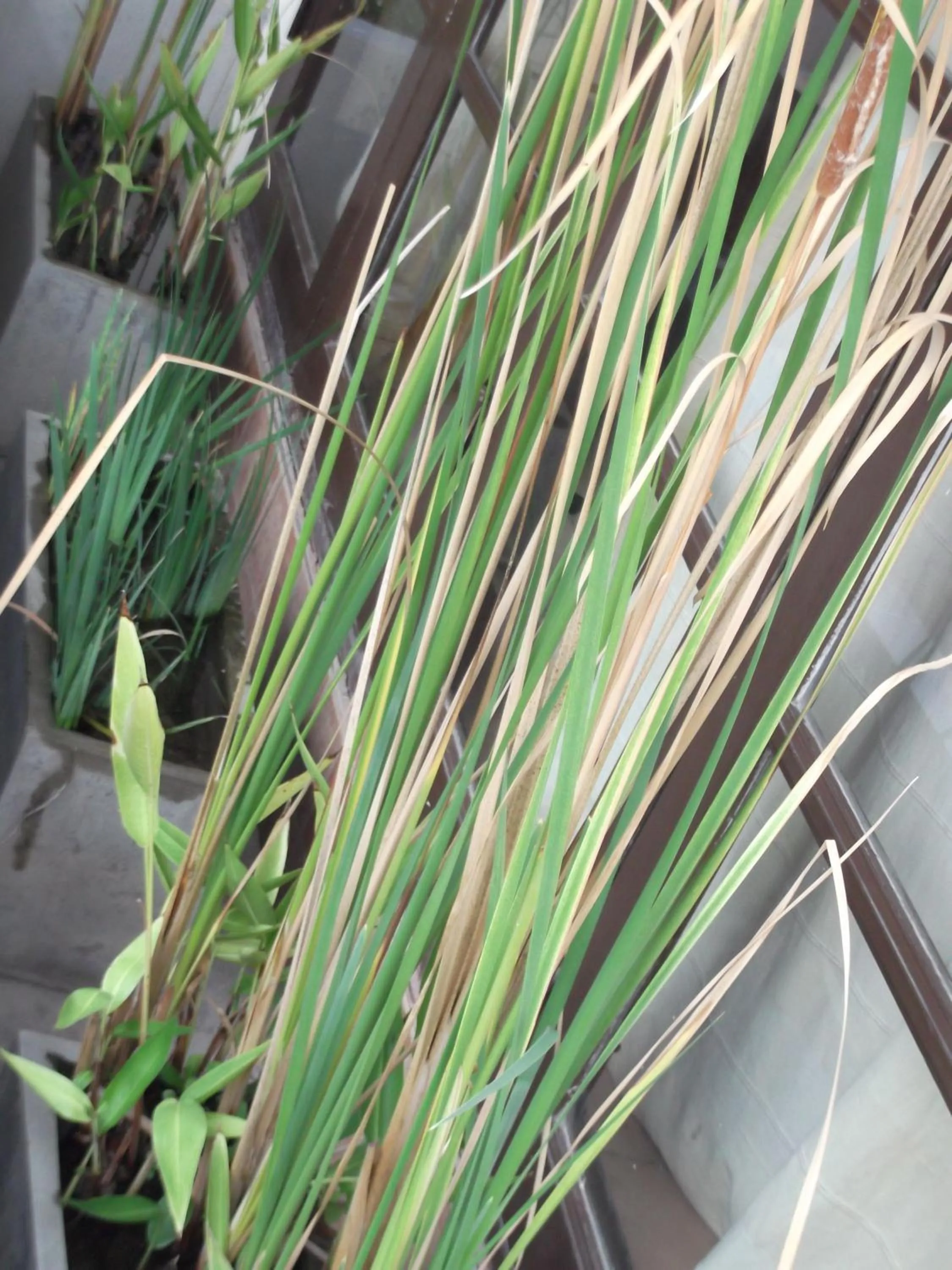 Rim Ping Guest House