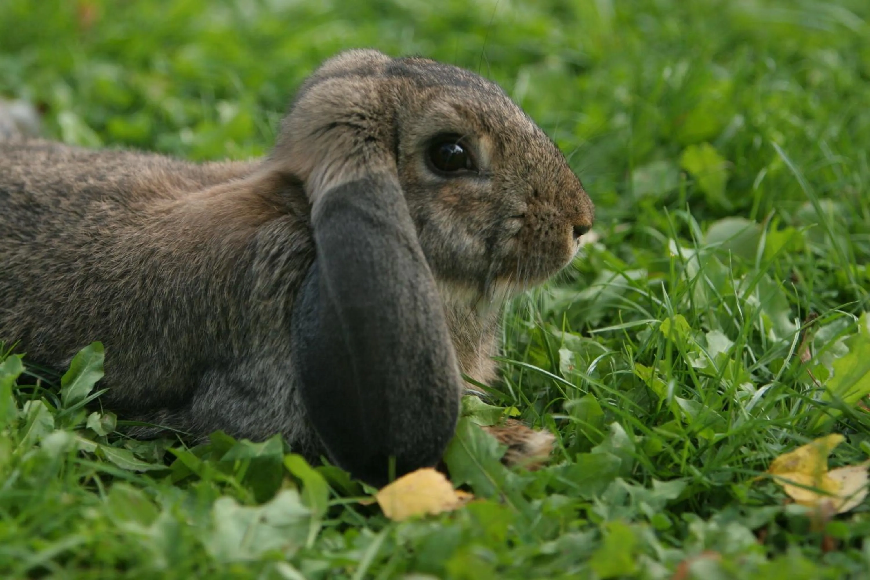 Garden in Bed & Breakfast Björkhyddan