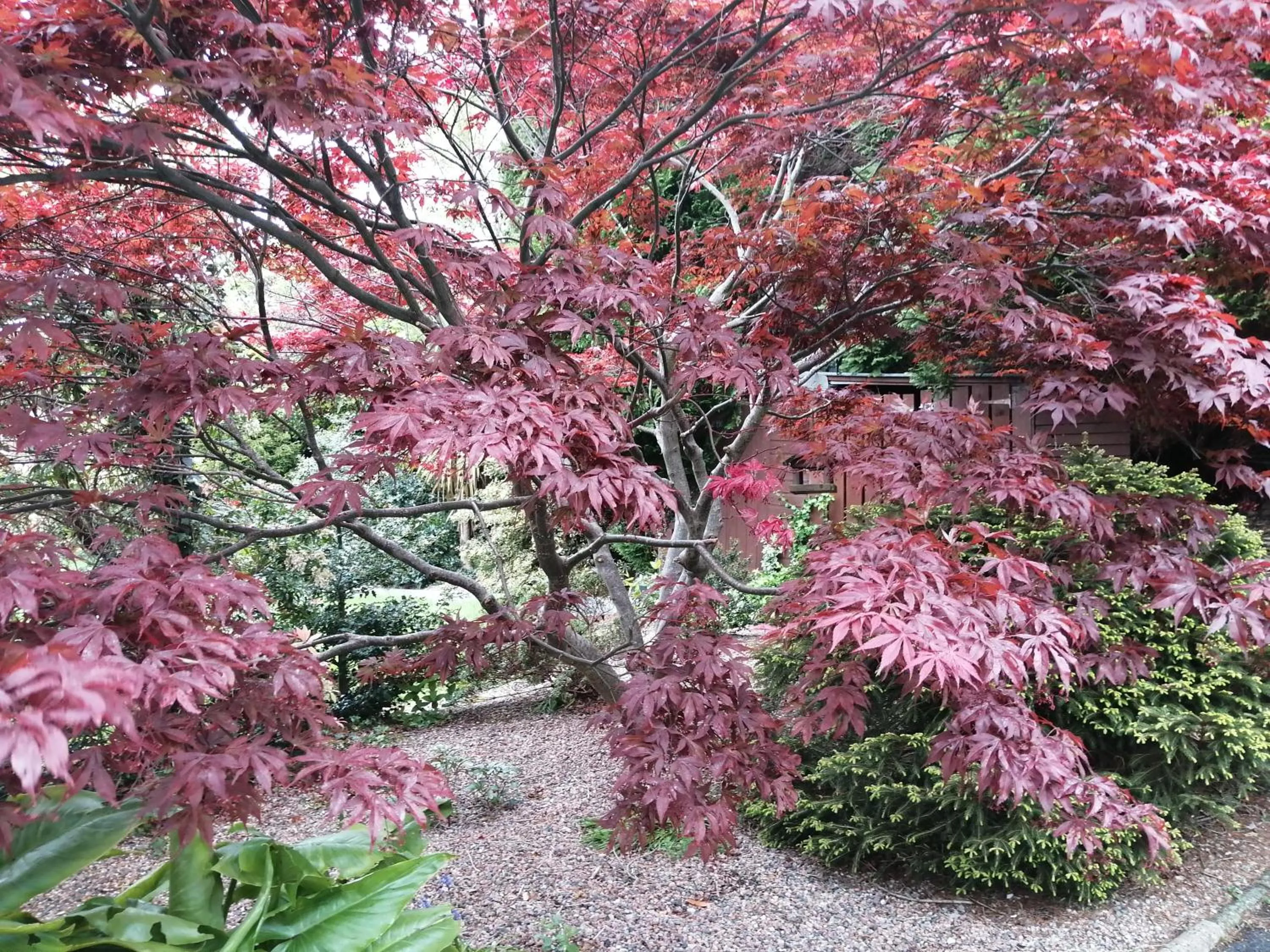 Garden in Ashfield Bed & Breakfast