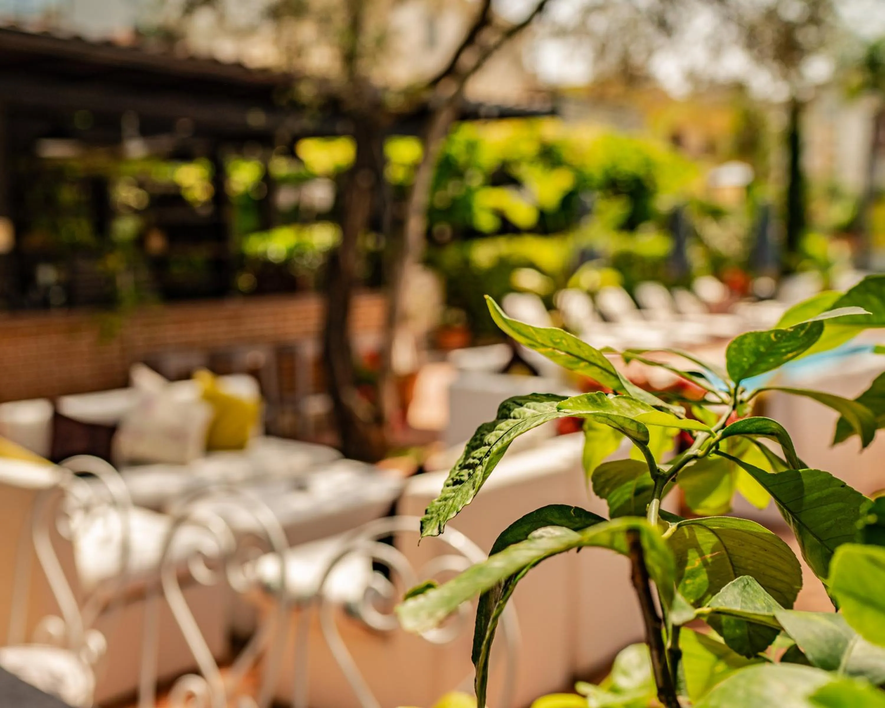 Garden in Vila Belvedere