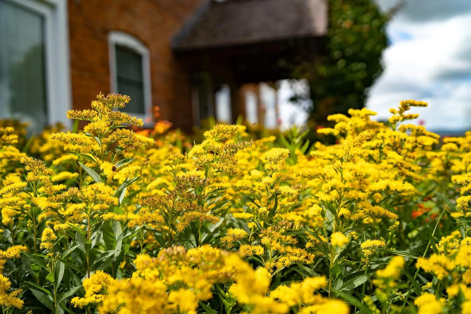 Property building in Higher Farm