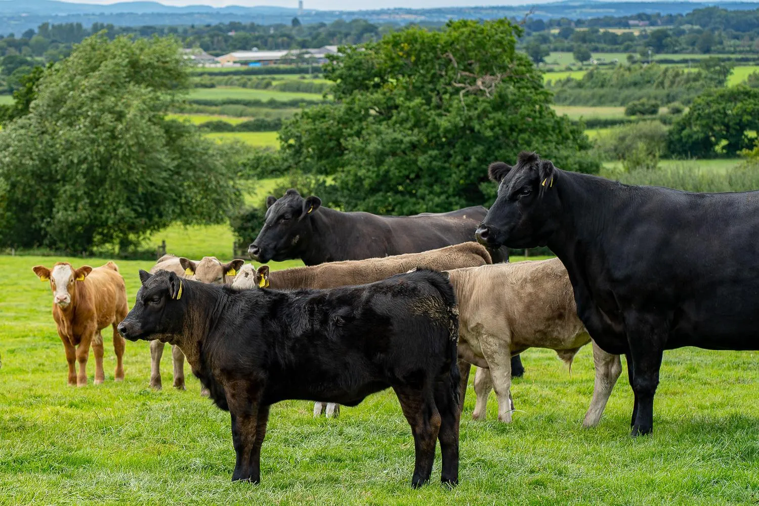 Property building in Higher Farm