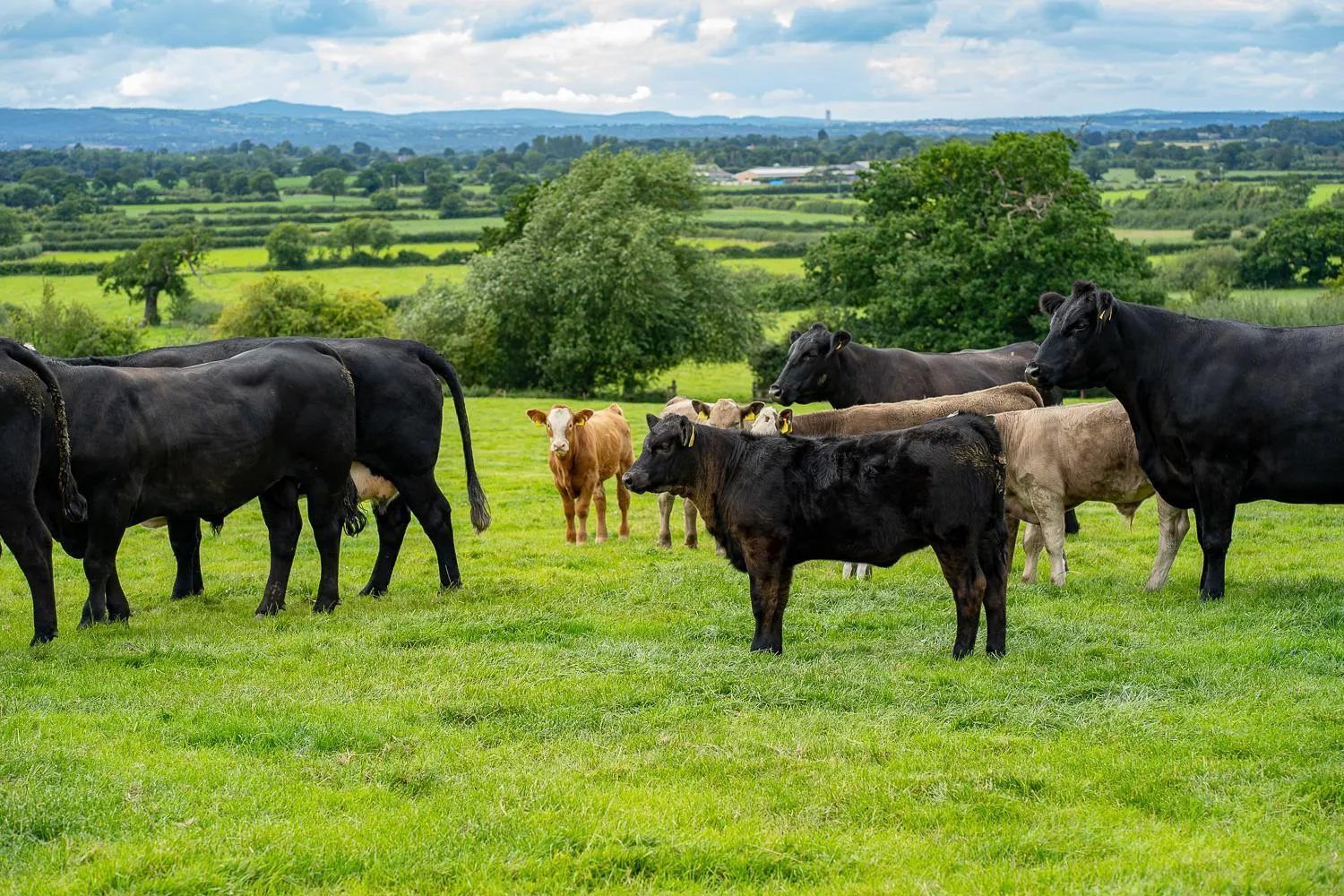 Property building in Higher Farm