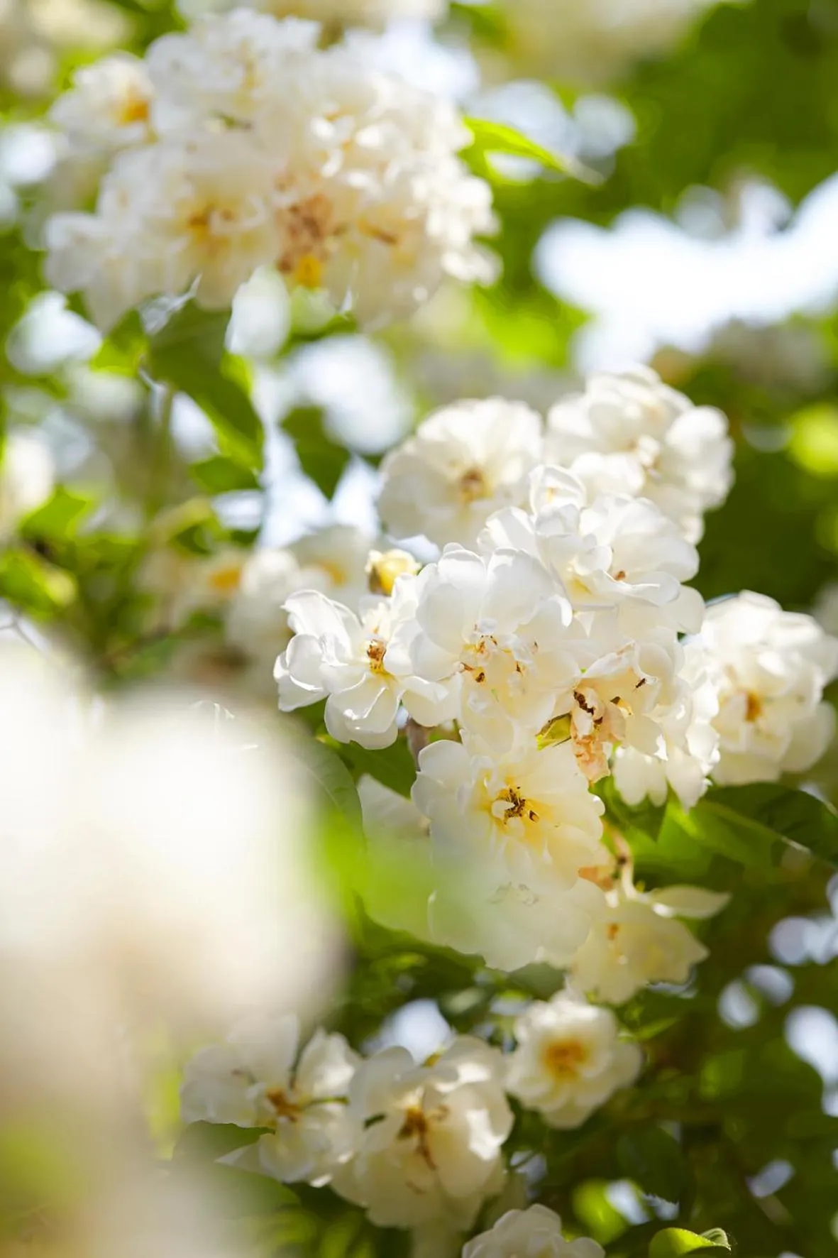 Patio in Fährhaus Meißen B&B