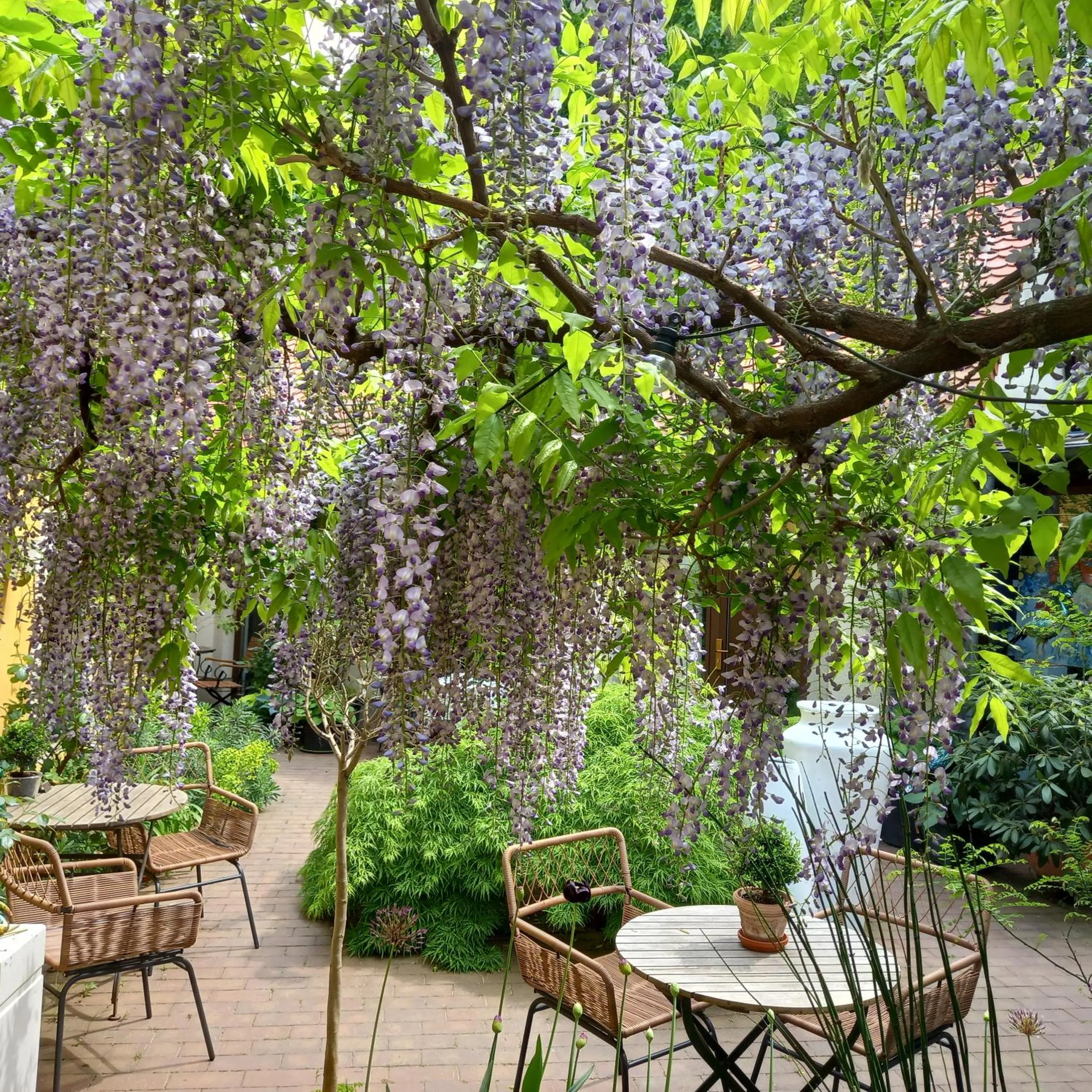 Patio in Fährhaus Meißen B&B