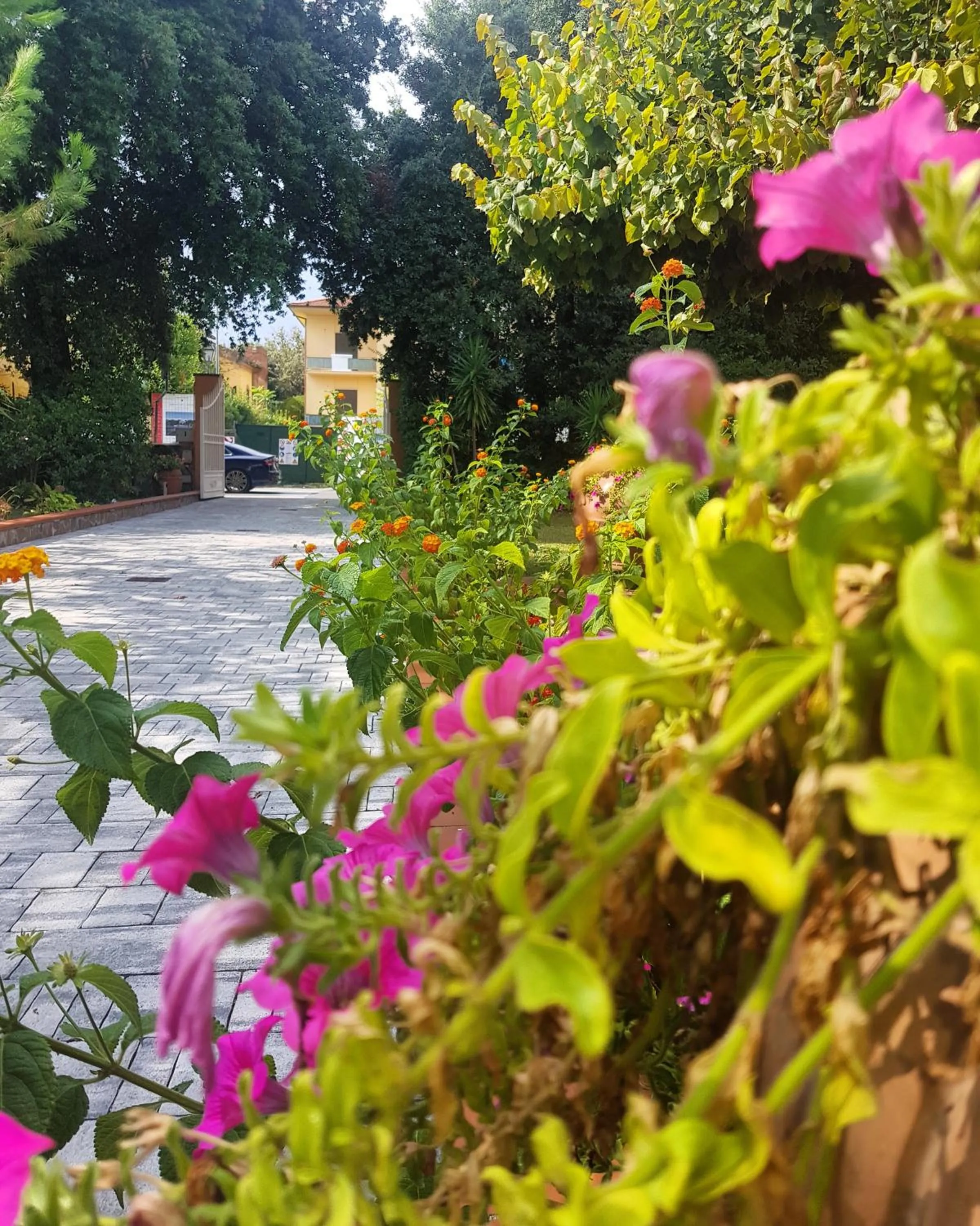 Garden in Hotel Bellonda