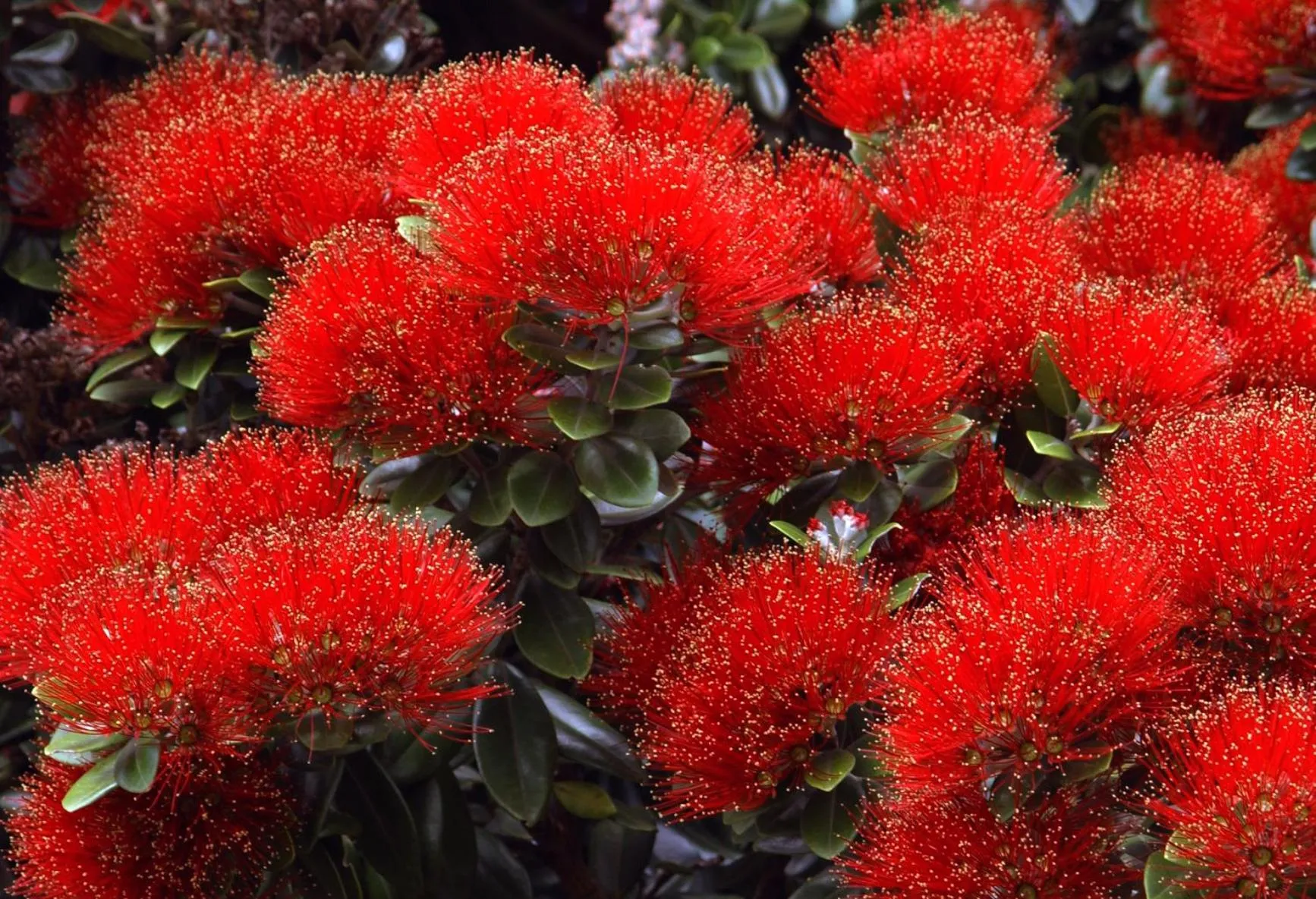 Day in The Retreat Bay of Islands