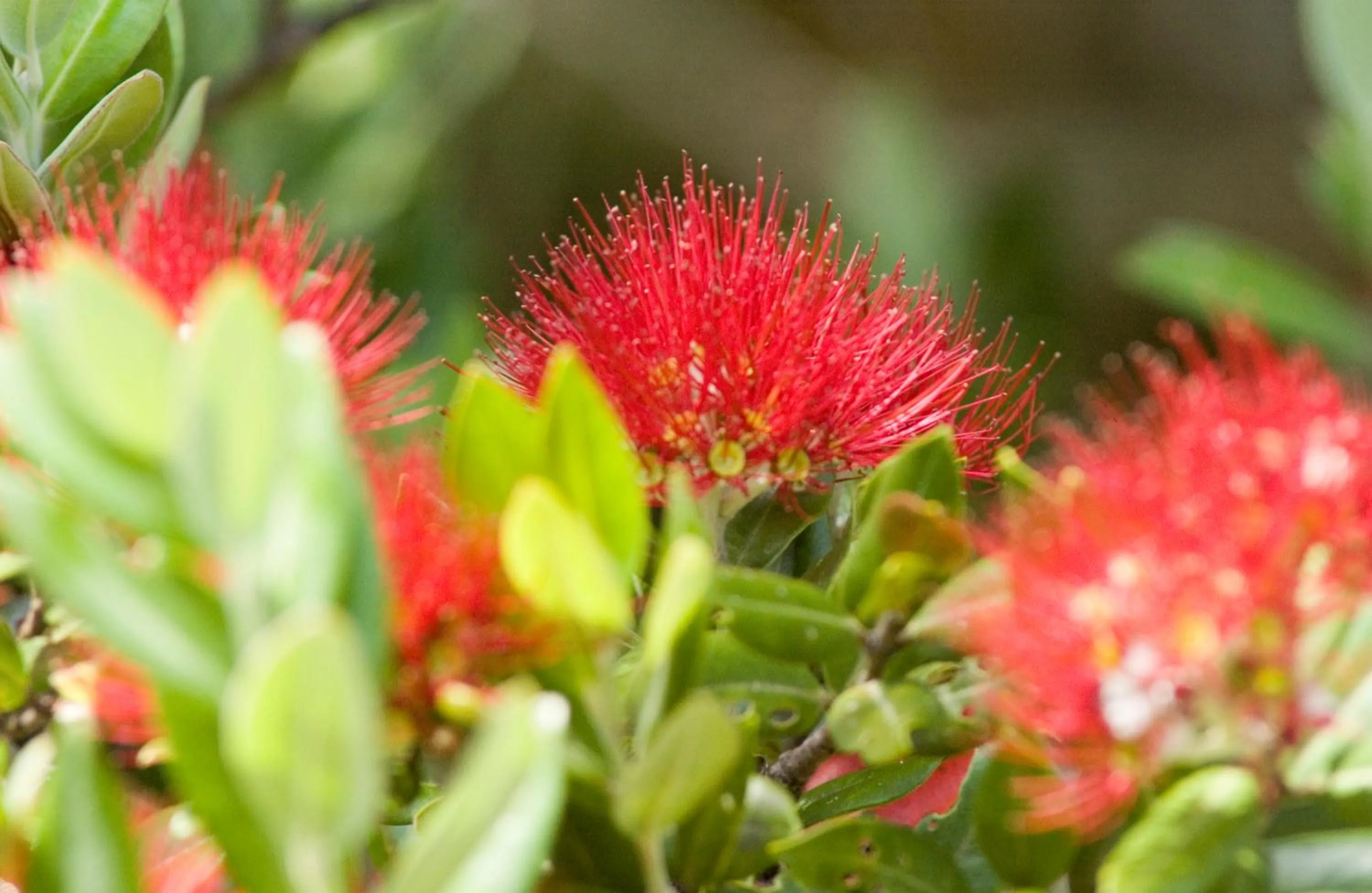 Day in The Retreat Bay of Islands