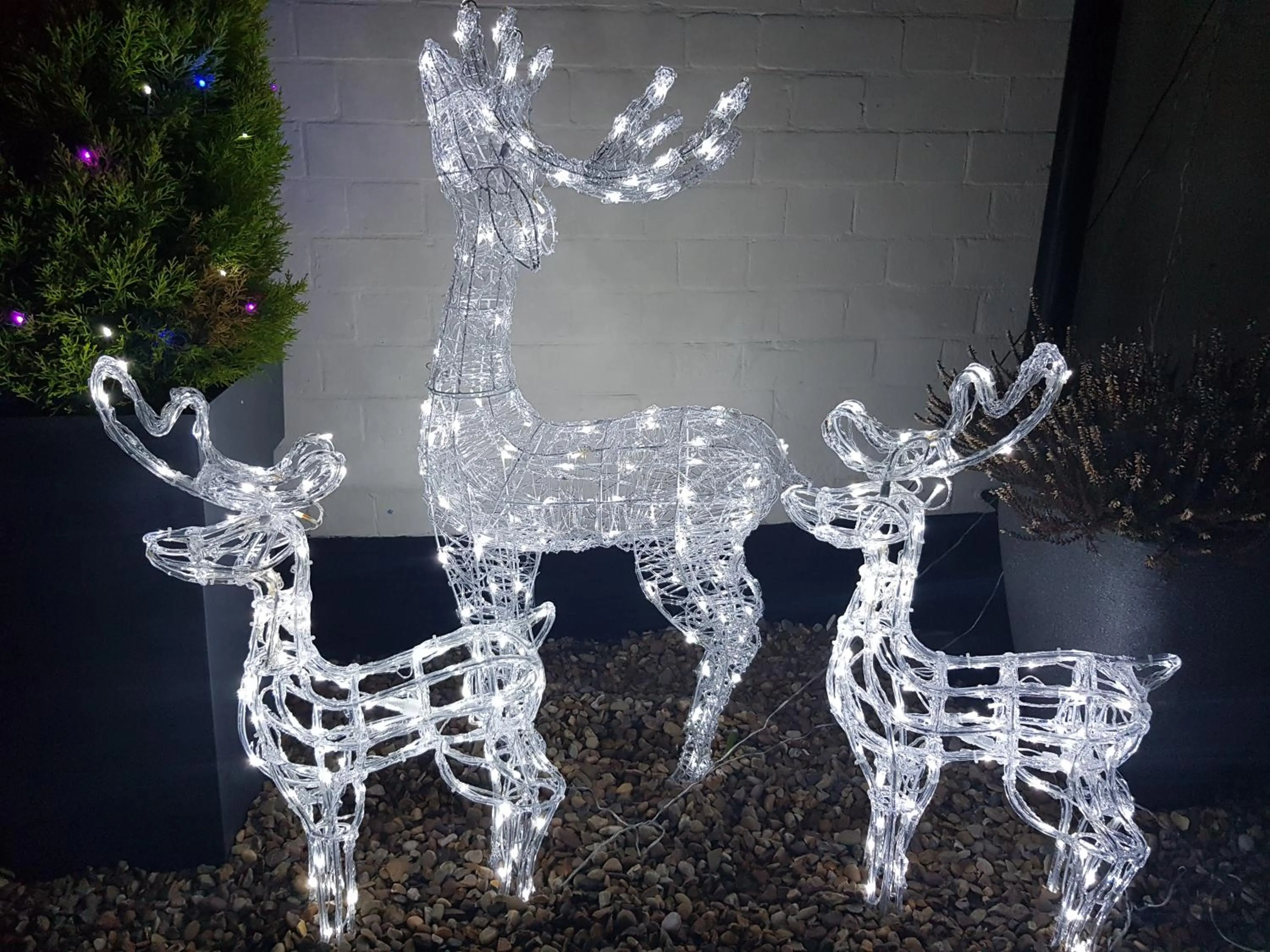 Garden in Chatterley House