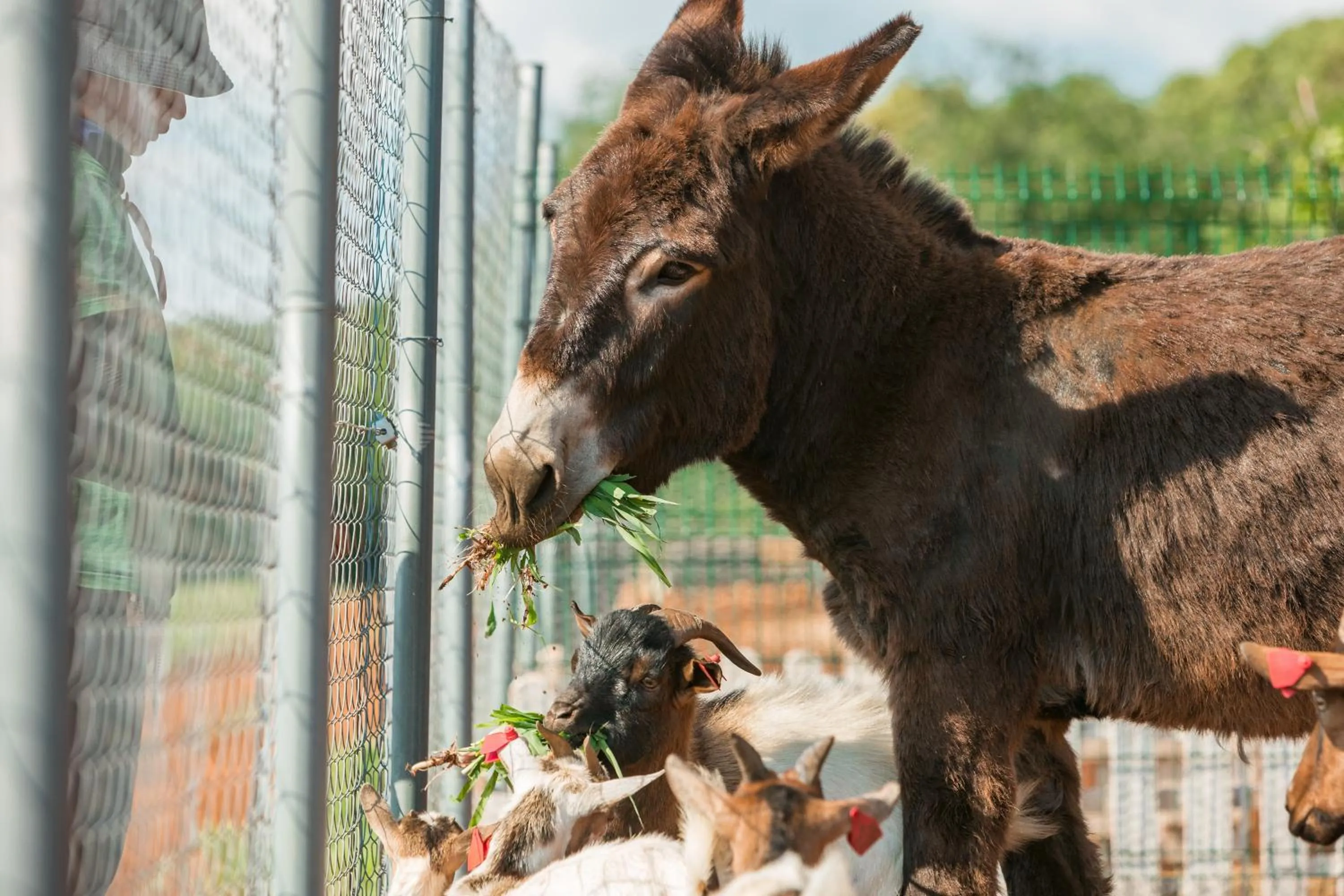 Animals in Camping Homes Mon Perin