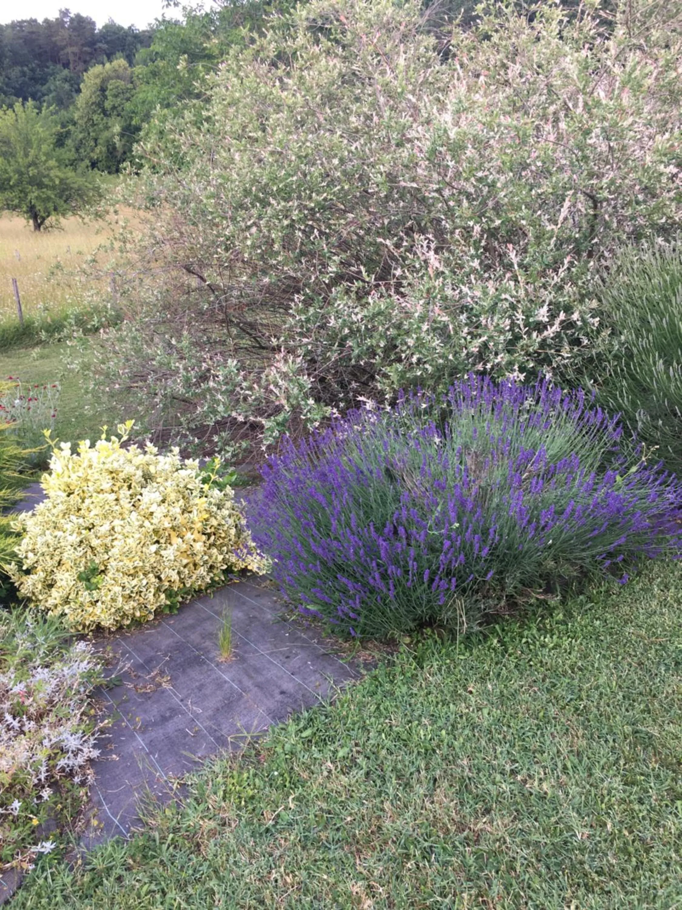 Garden in Chambre d'hôtes Le clos de Rapevache