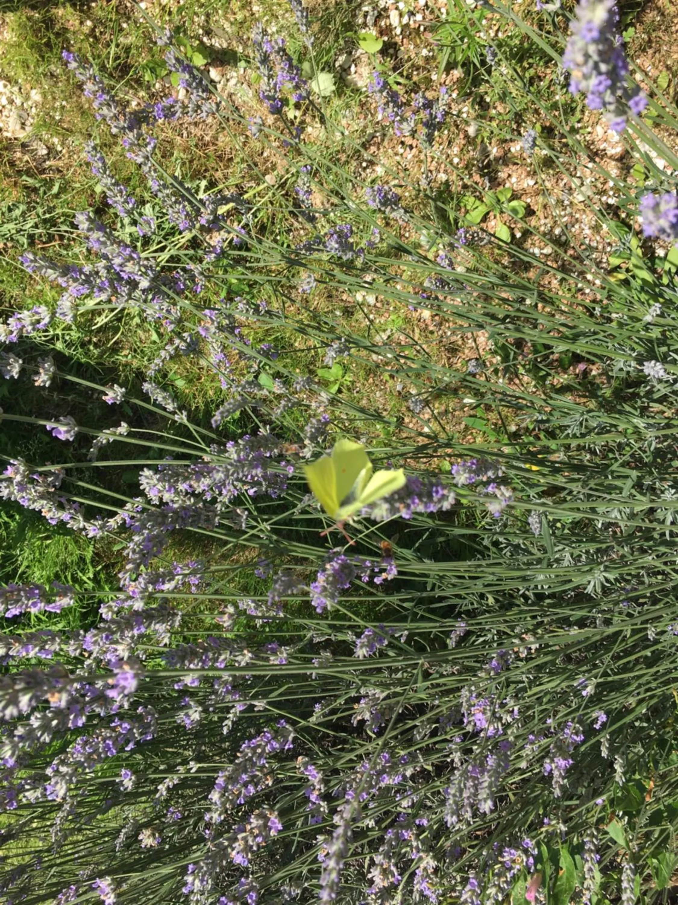 Garden in Chambre d'hôtes Le clos de Rapevache