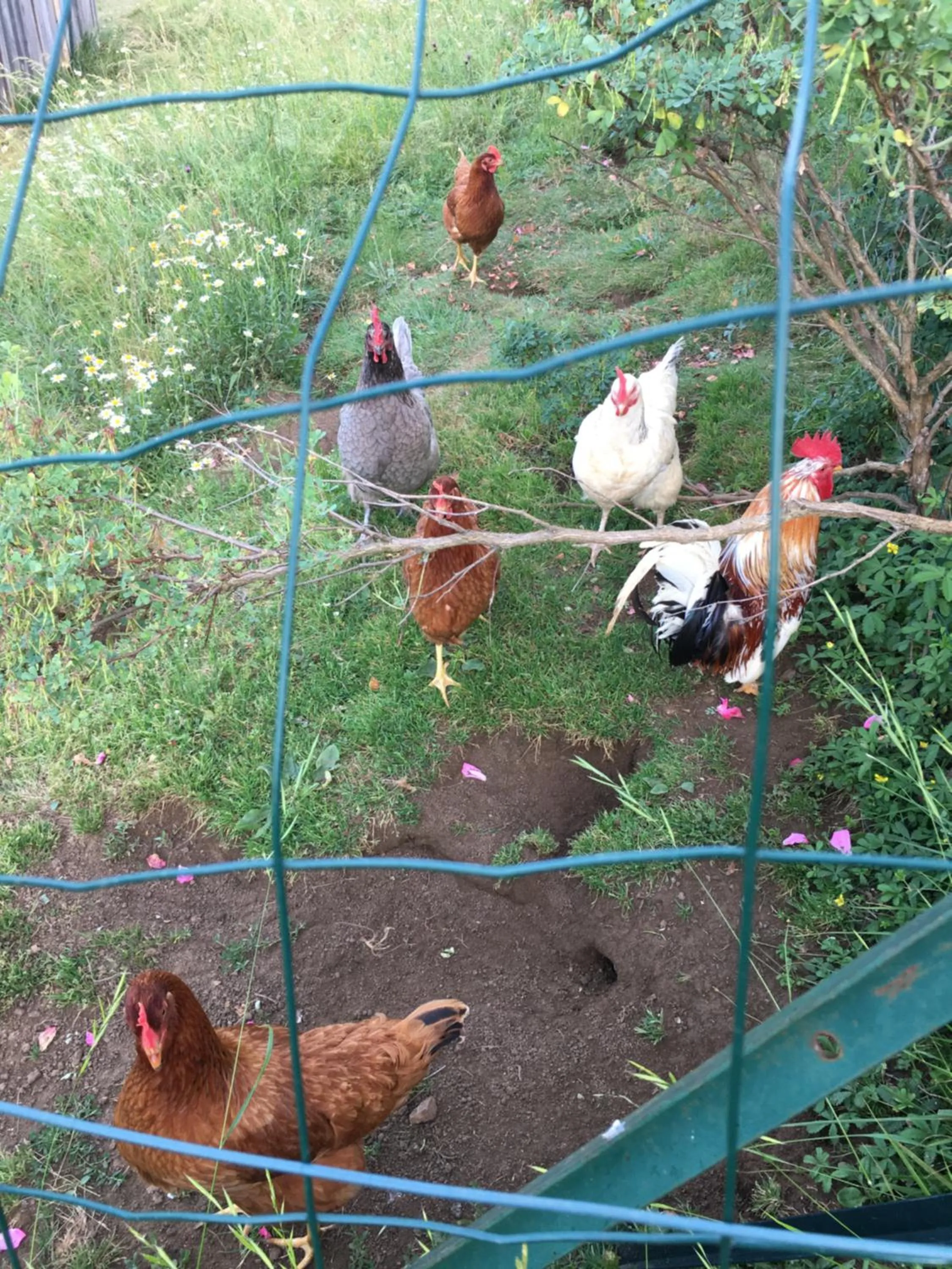 Animals in Chambre d'hôtes Le clos de Rapevache