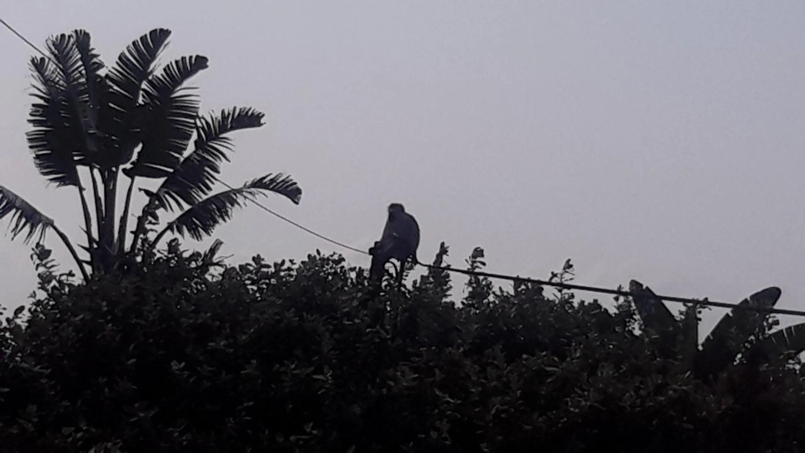 Other in Song of the Whales