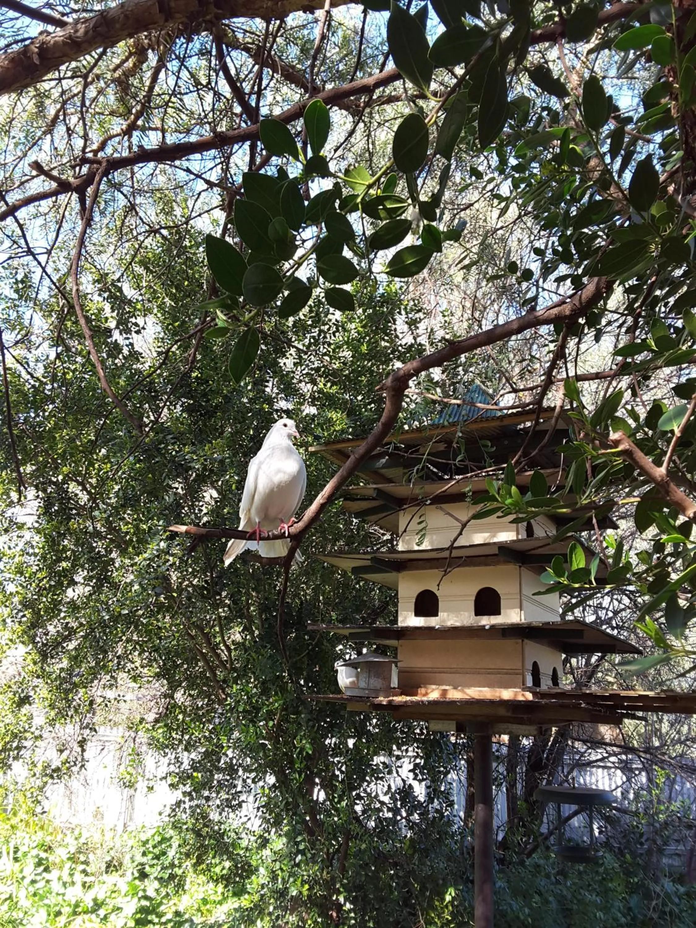 Garden in The Dove Cote