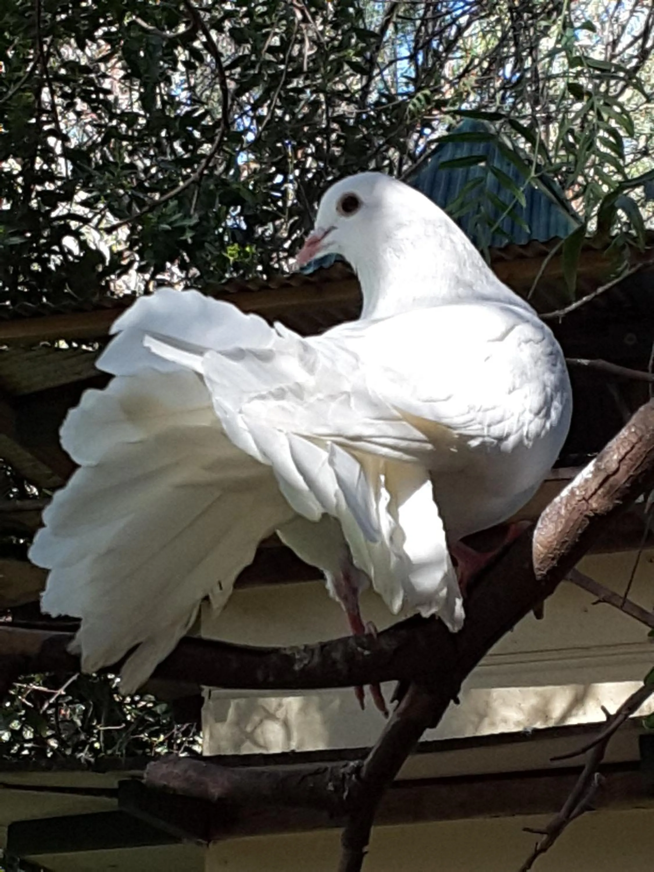 Pets in The Dove Cote