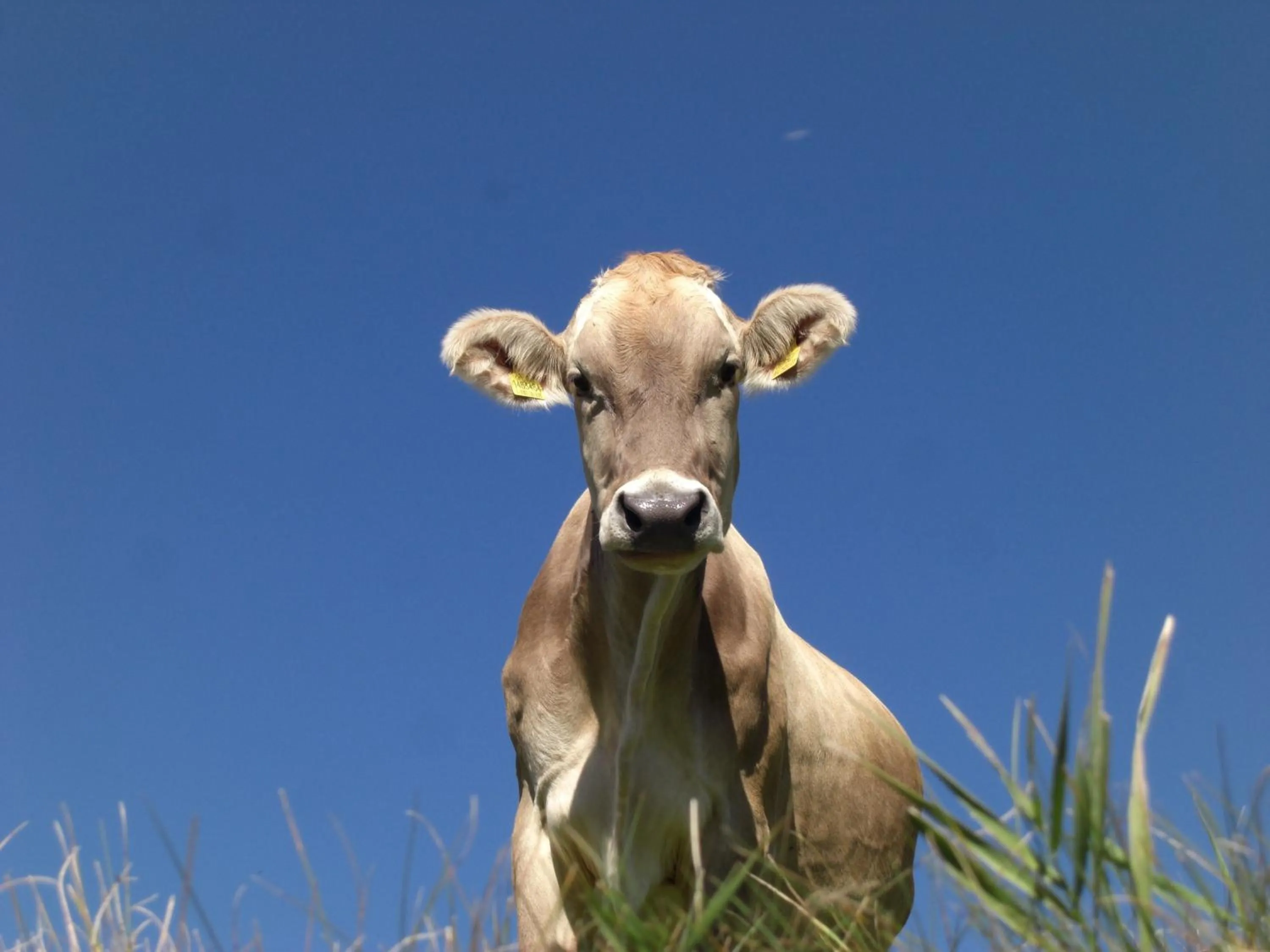 Animals in Garni des Alpes