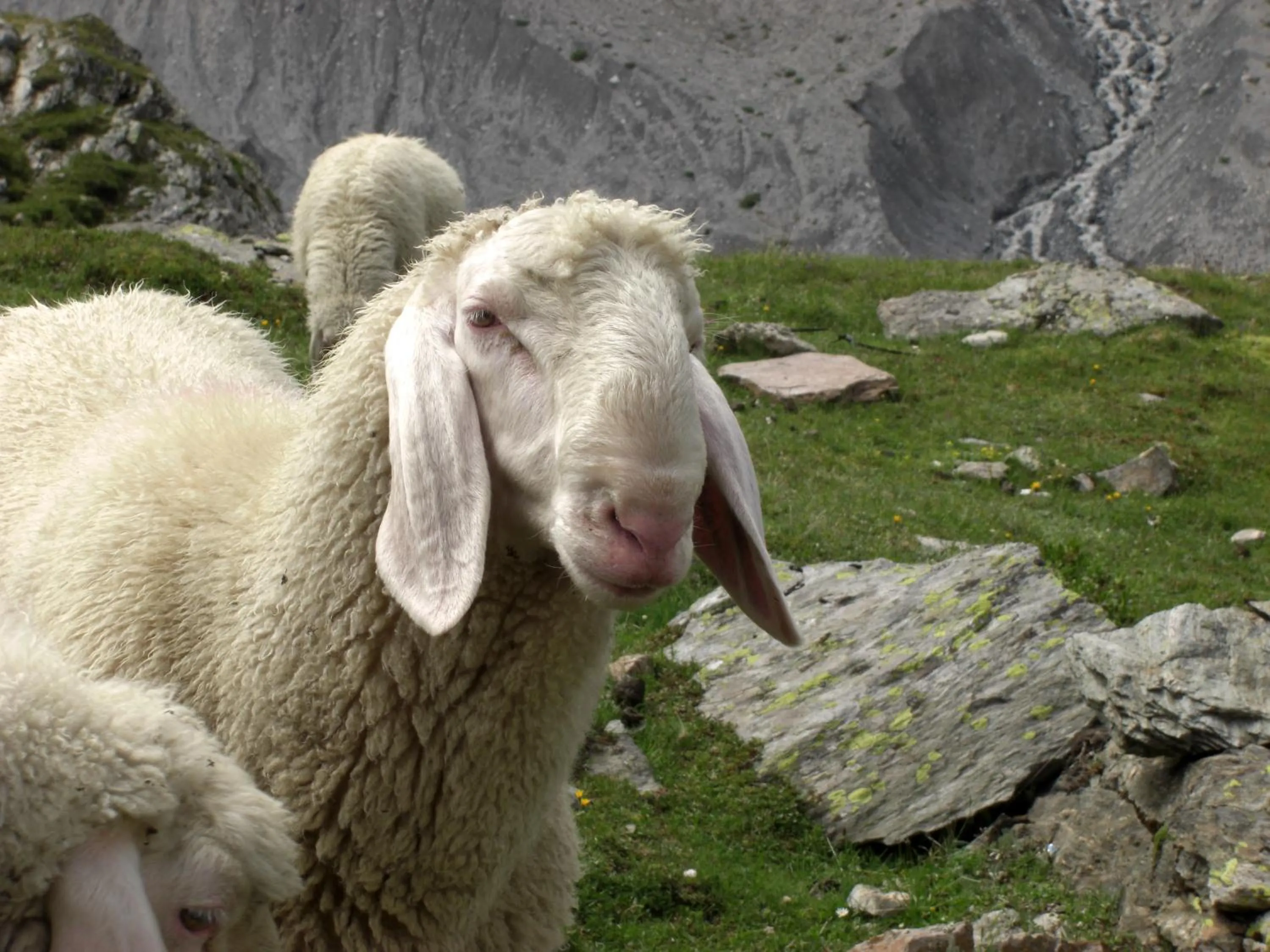 Animals in Garni des Alpes