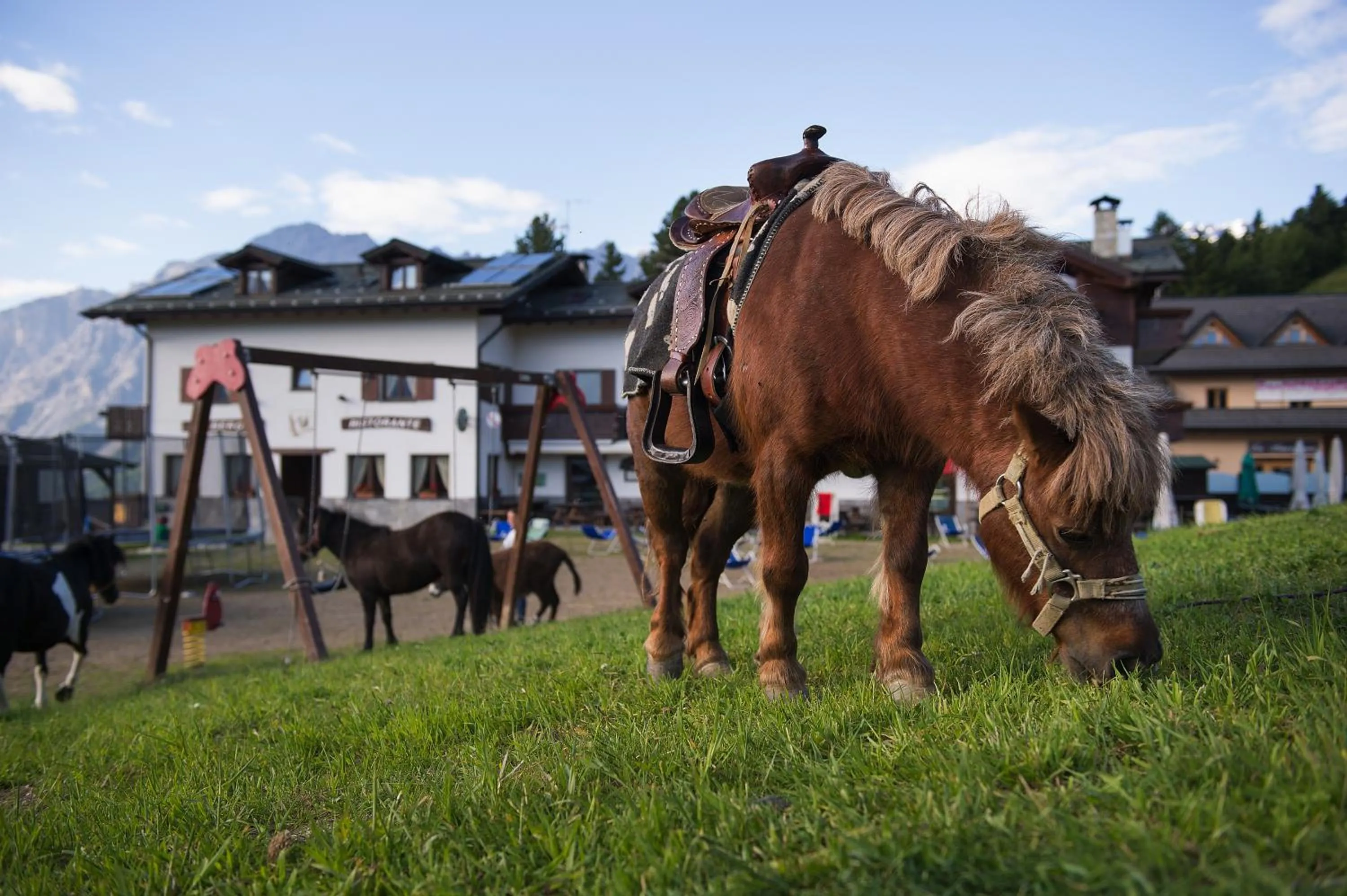 Pets in Hotel Gallo Cedrone