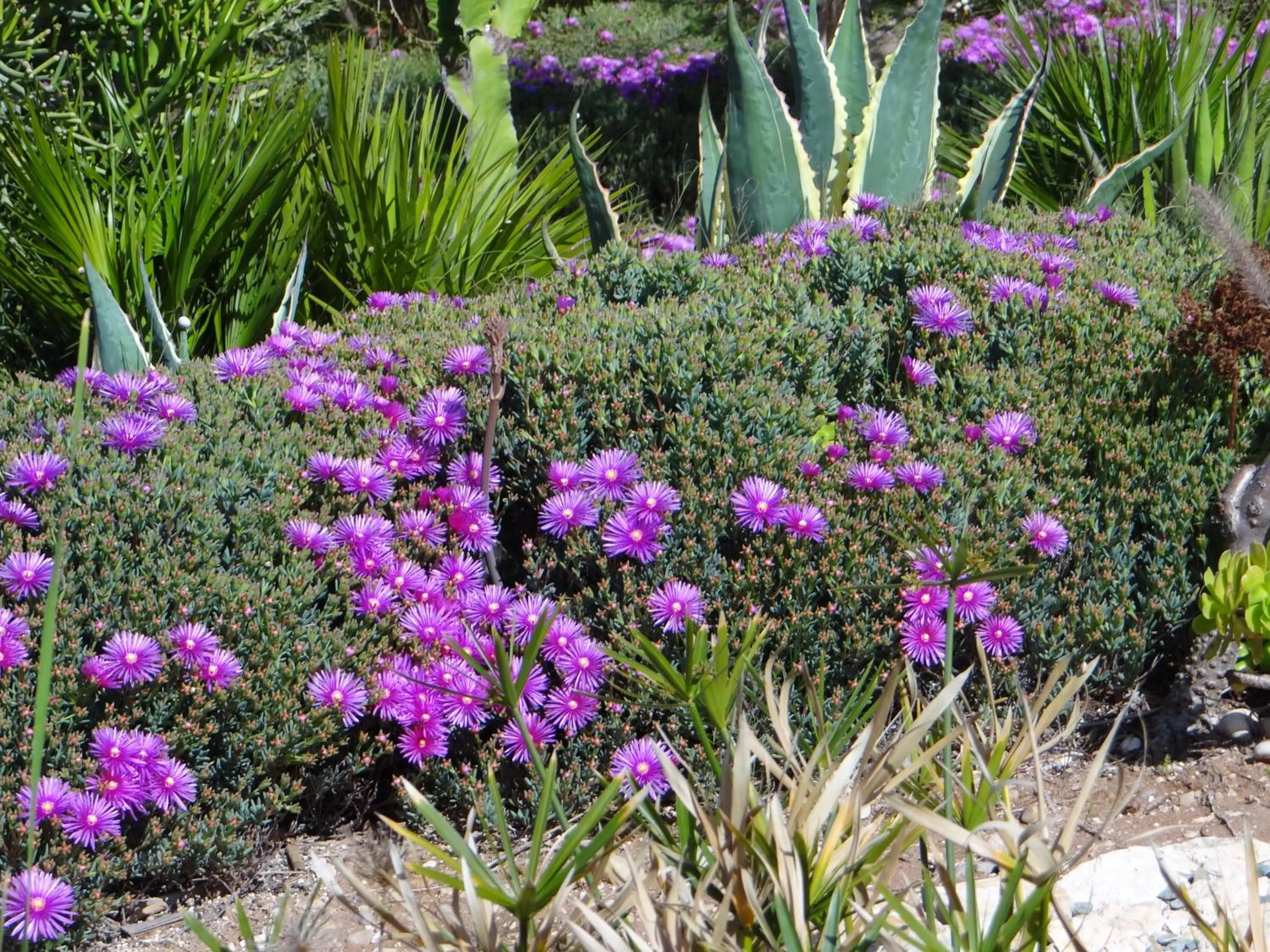 Garden in Douar Noujoum