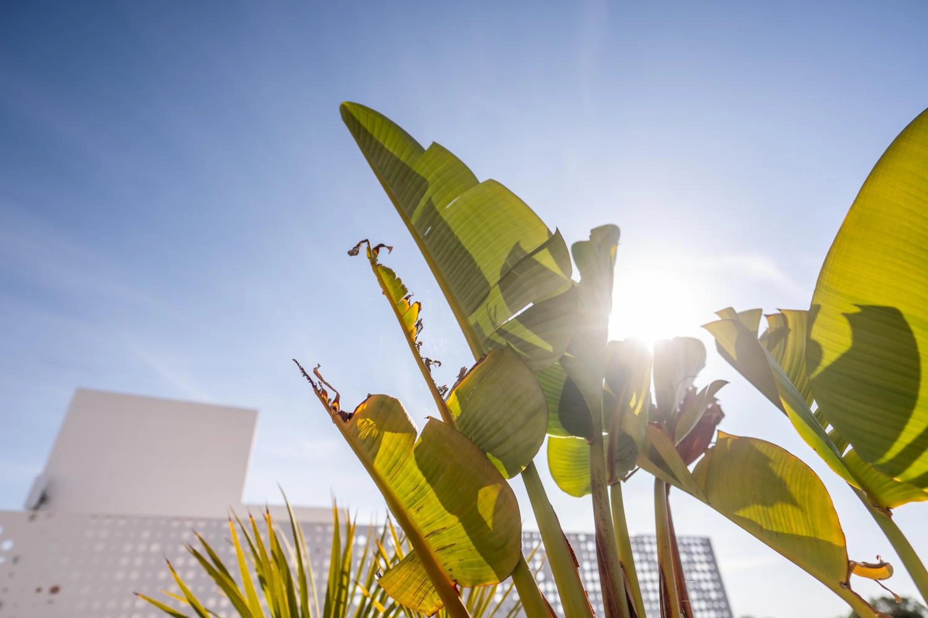 Garden in Sol i Vida Hotel - Adults Only