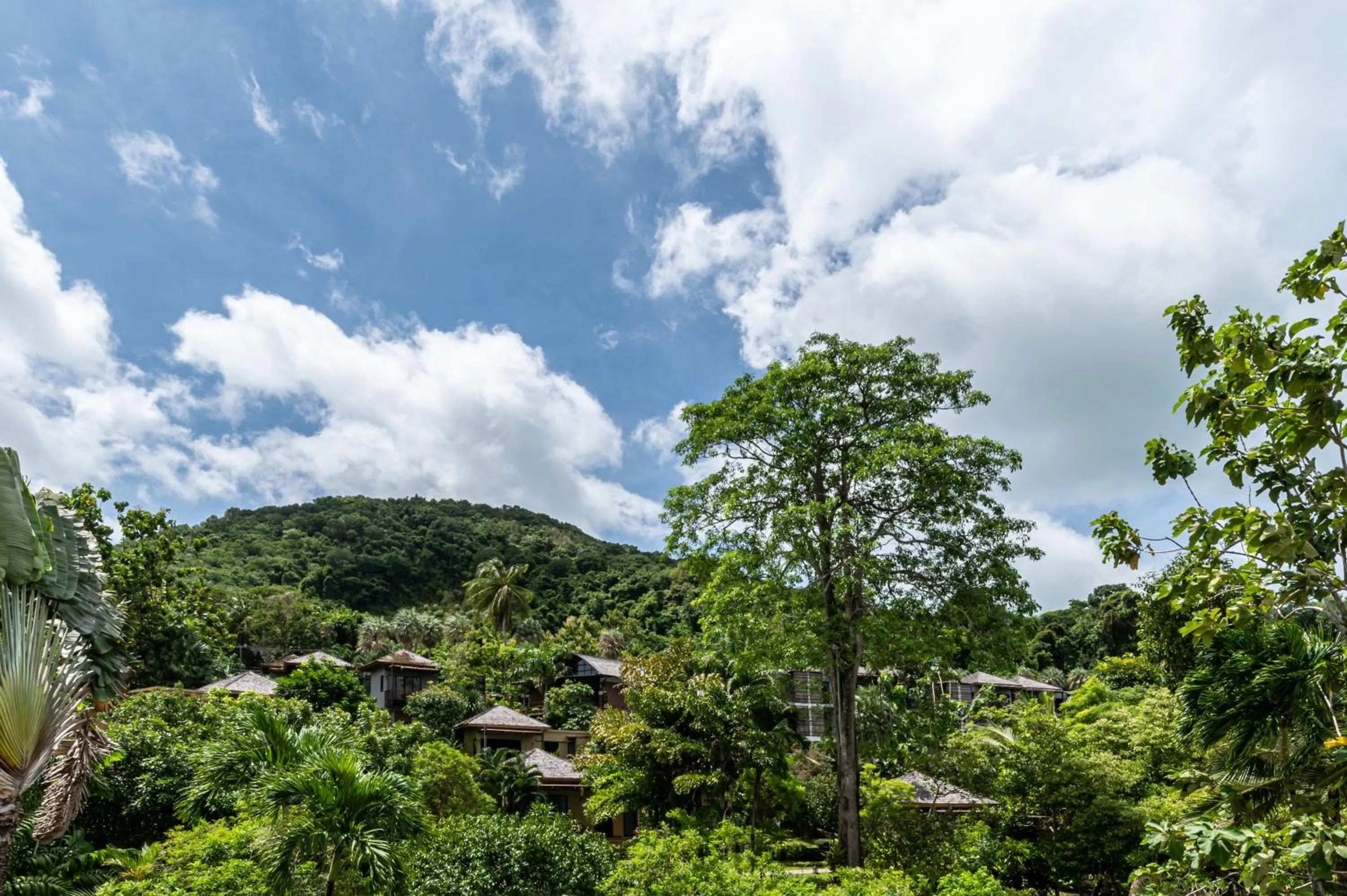 Natural landscape in The Mangrove Phuket by Blu Monkey