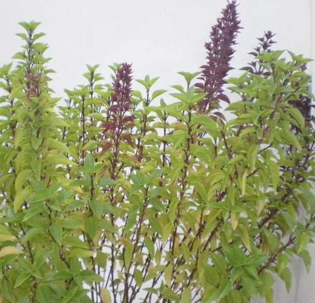 Garden in Hotel Minoa