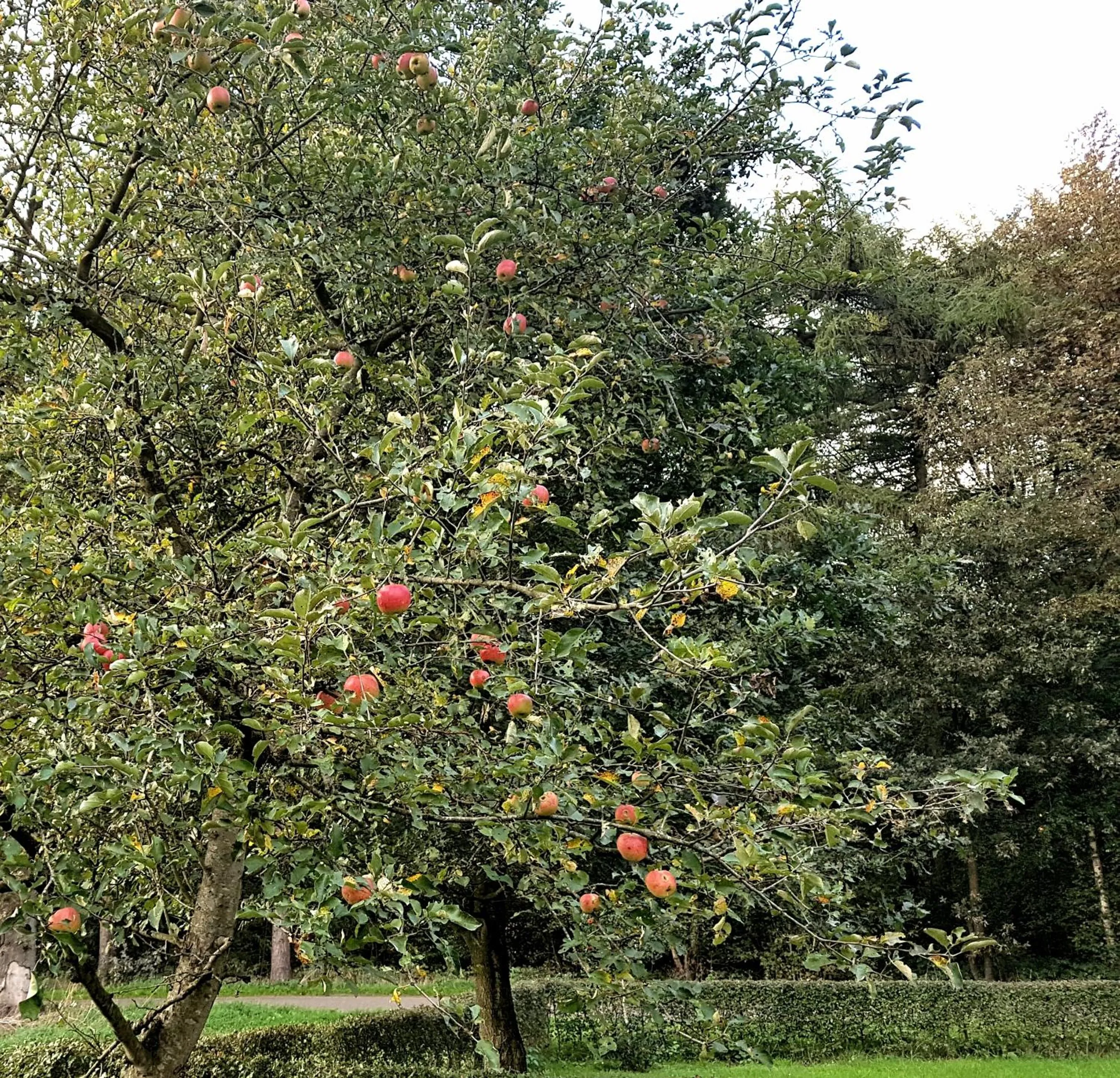 Garden in B&B de Panheide