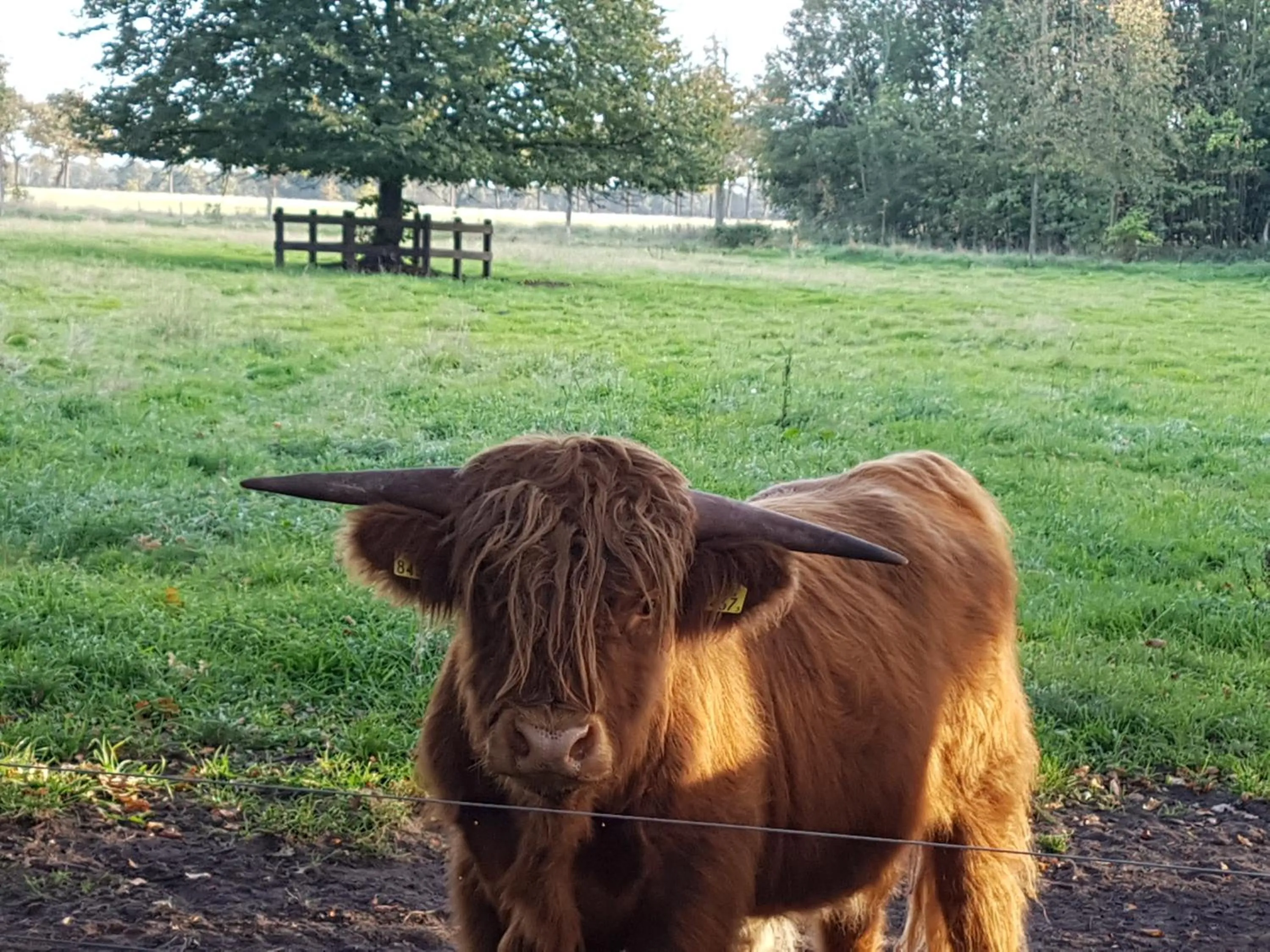 Animals in B&B de Panheide