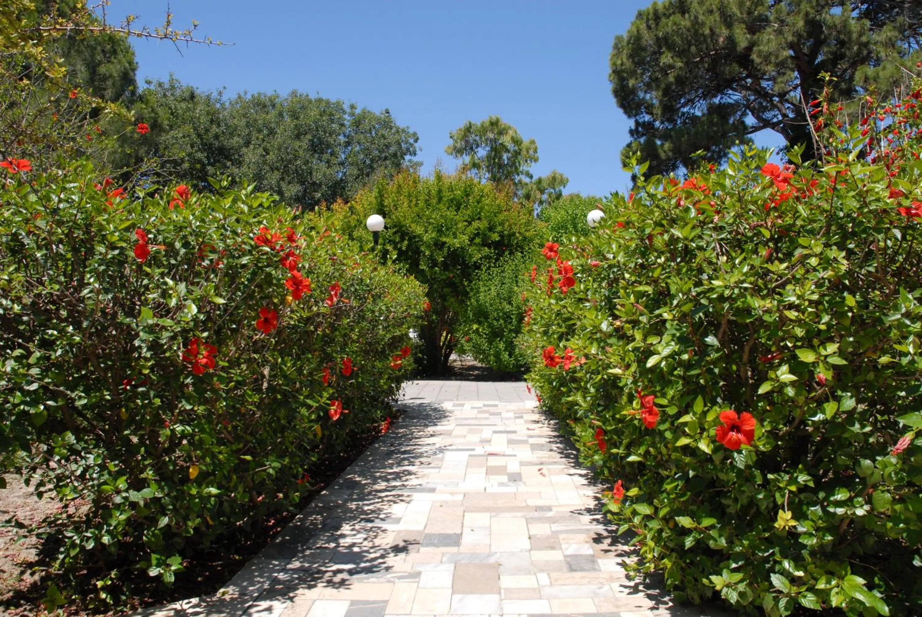 Garden in Niki Hotel Apartments