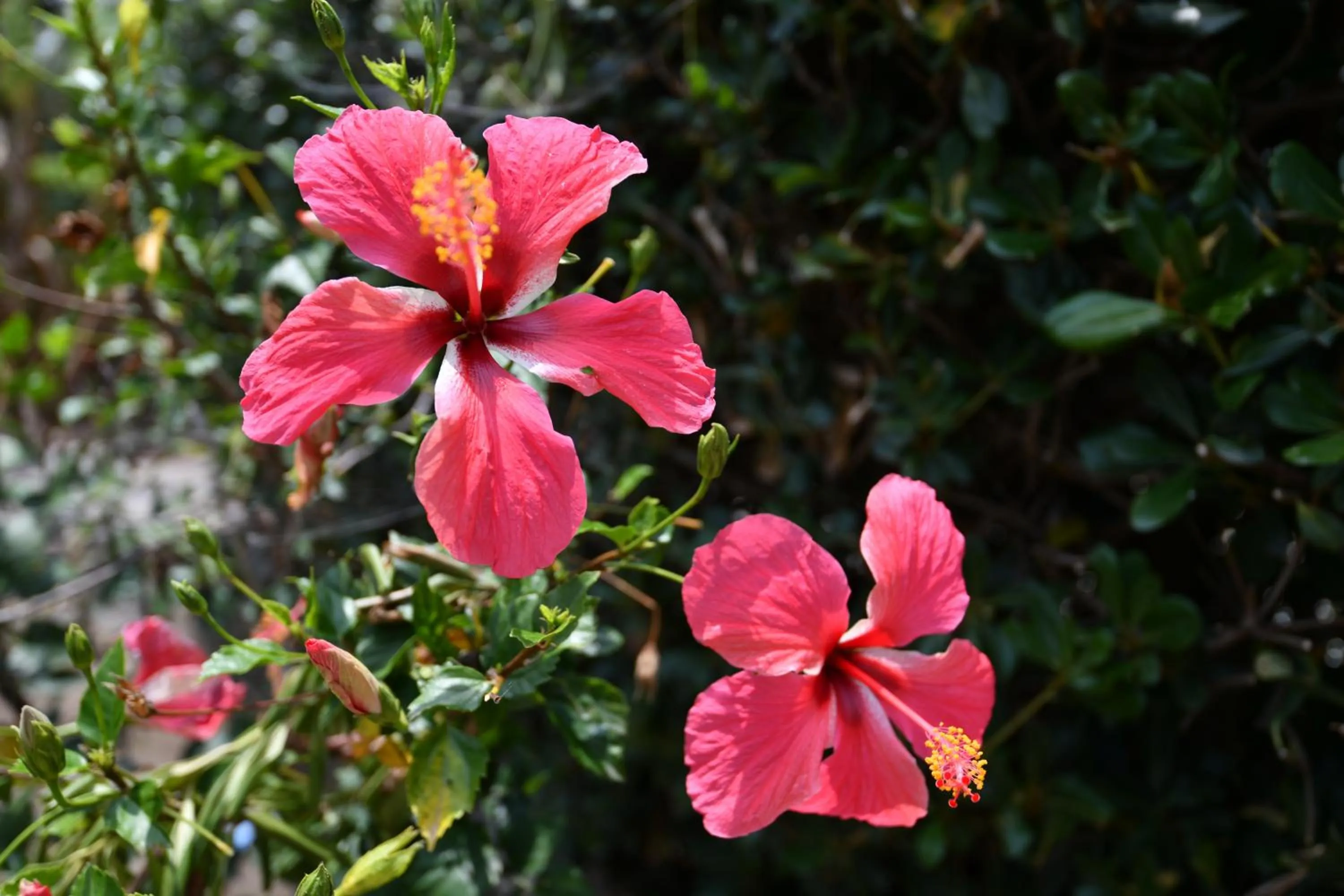 Niki Hotel Apartments