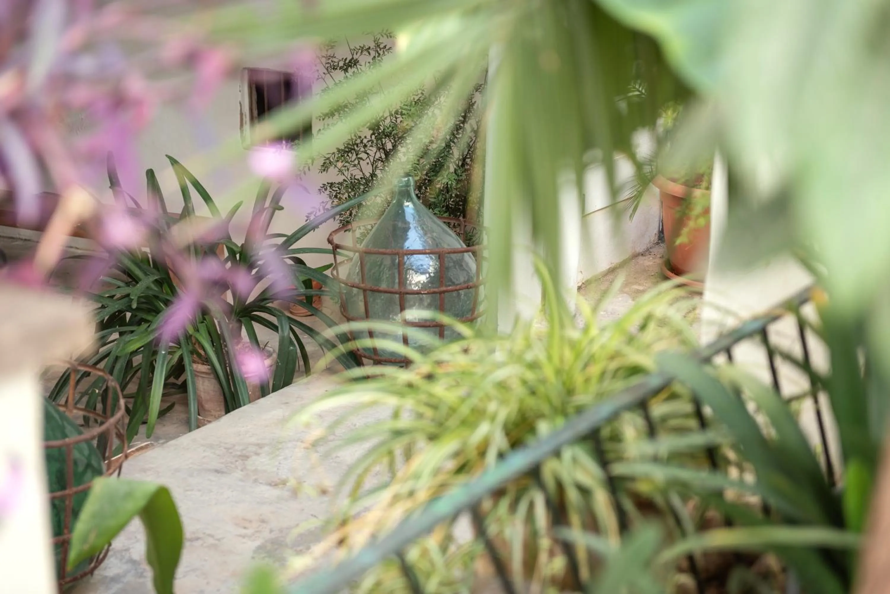 Garden in Hostal Pons