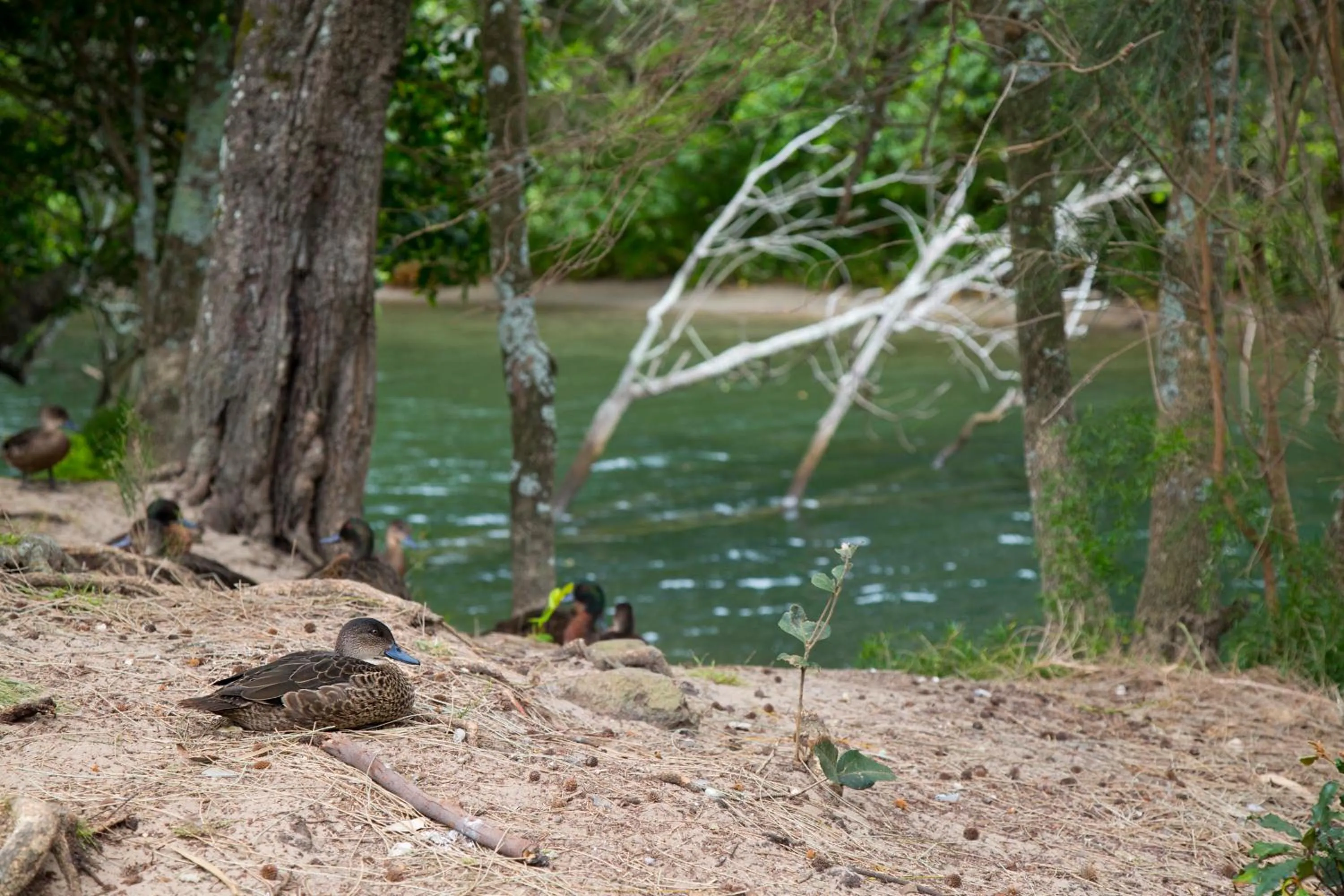Animals in Seven Mile Beach Holiday Park
