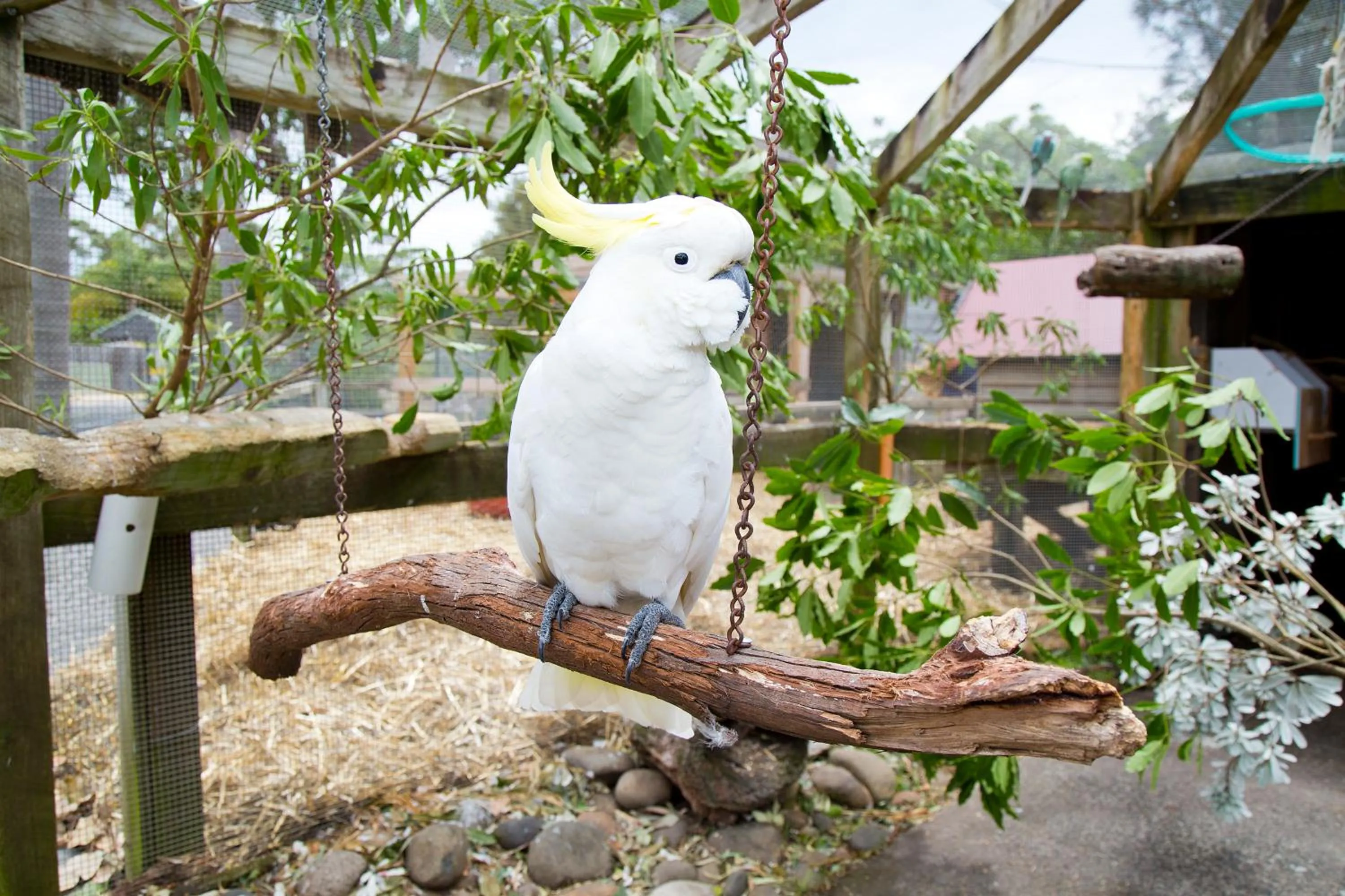 Animals in Seven Mile Beach Holiday Park