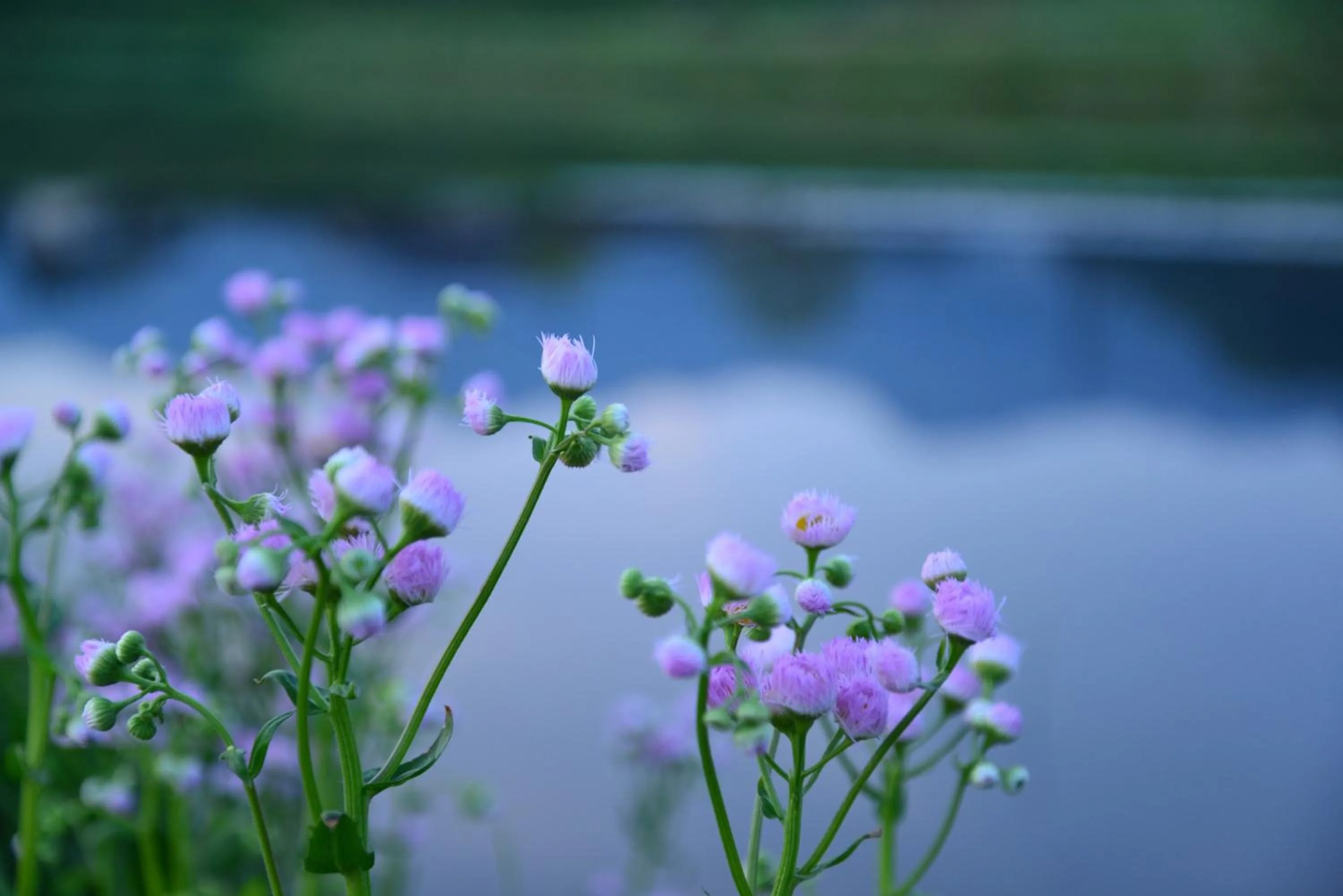 Off site in Shikino Mori