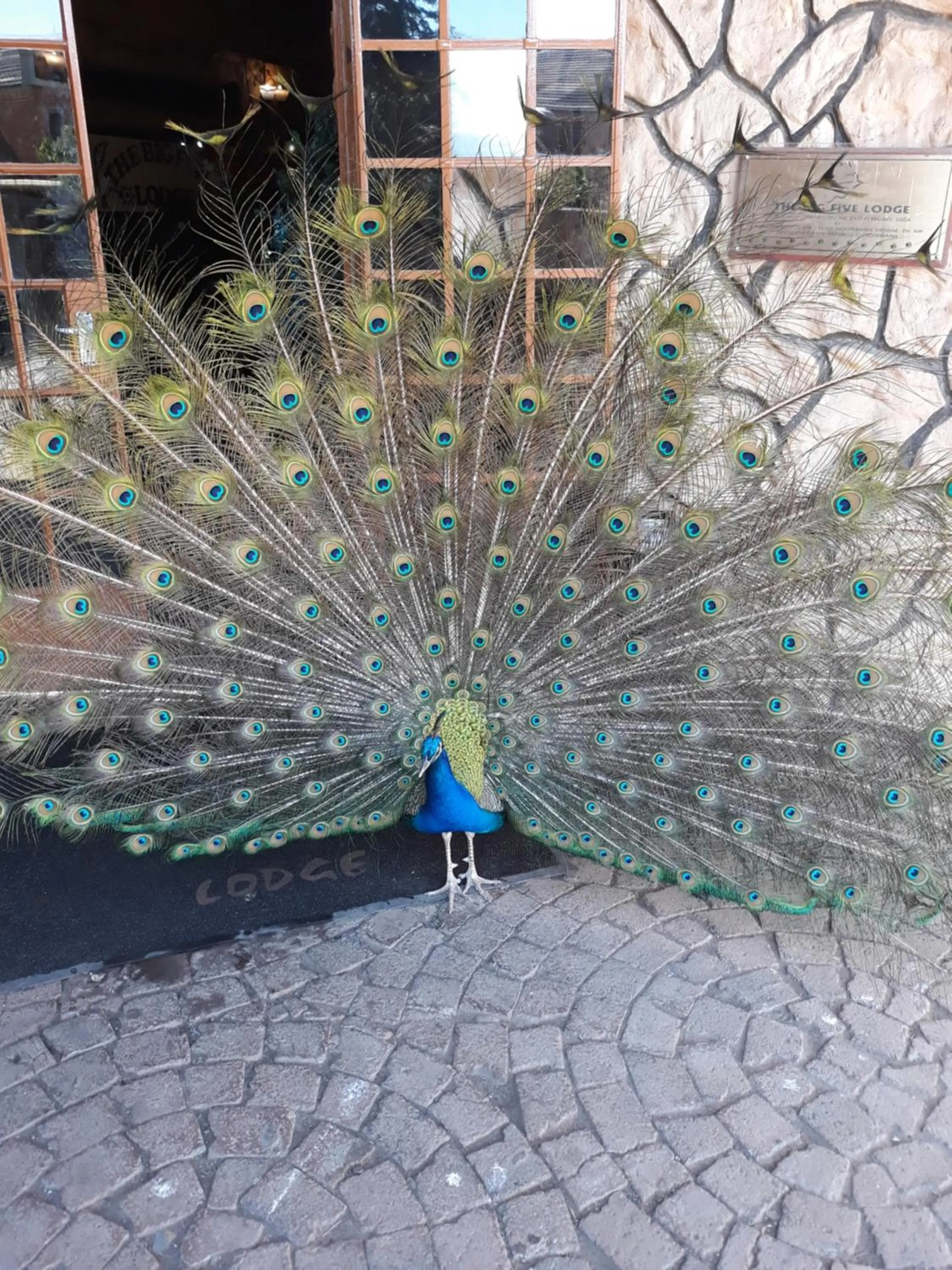Animals in The Big Five Lodge