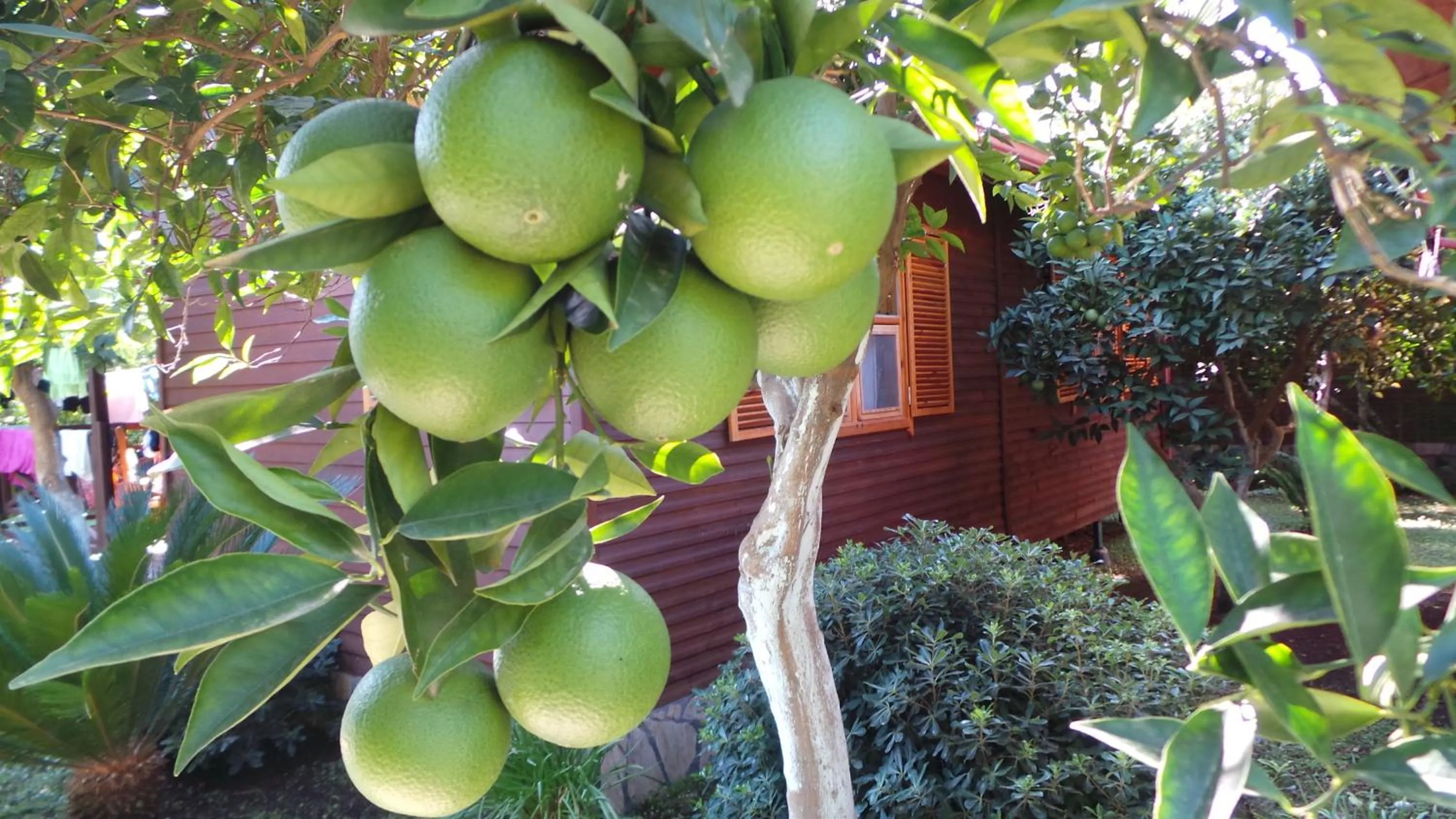 Natural landscape in Mercan Bungalow