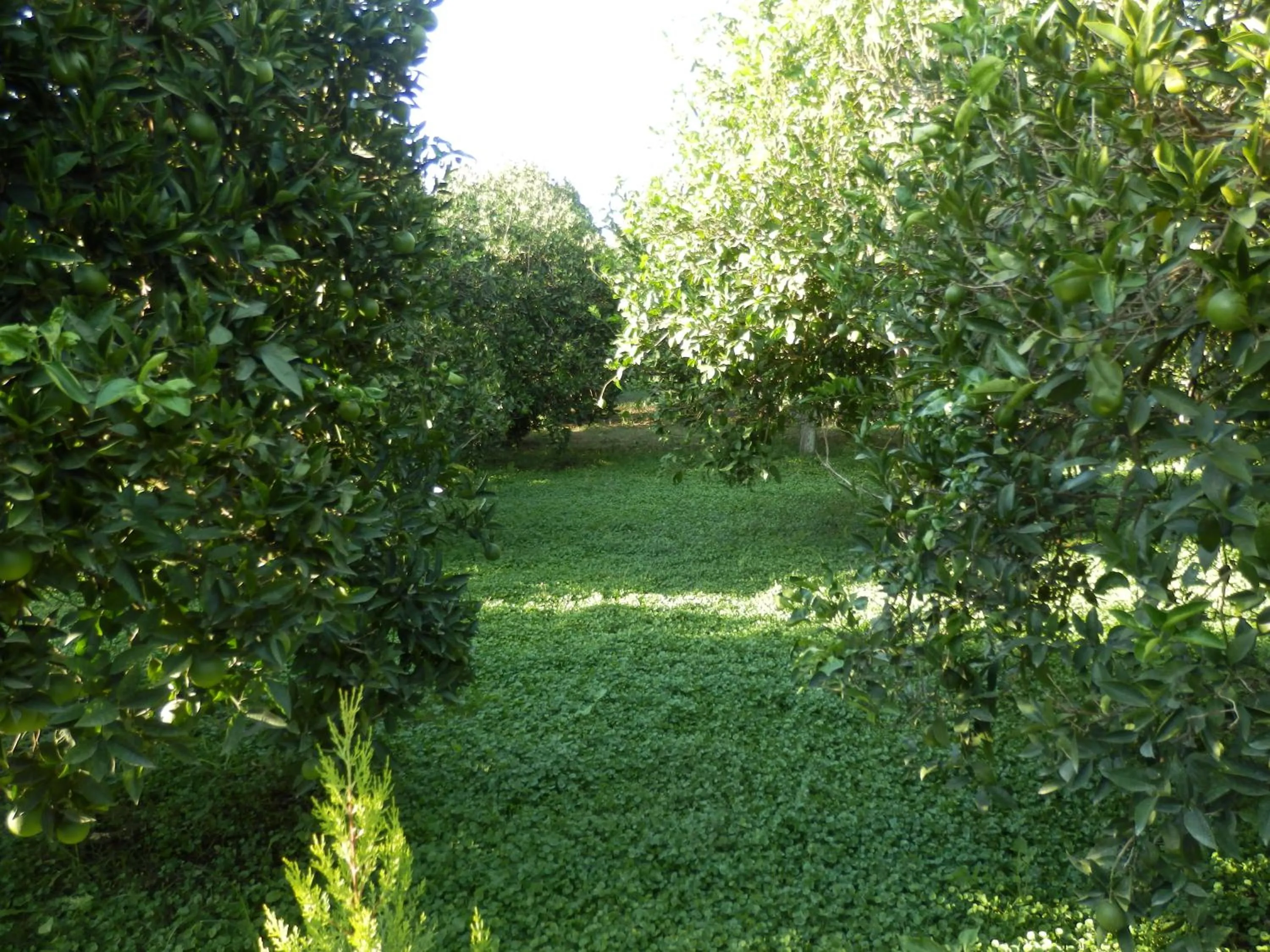 Garden in Mercan Bungalow