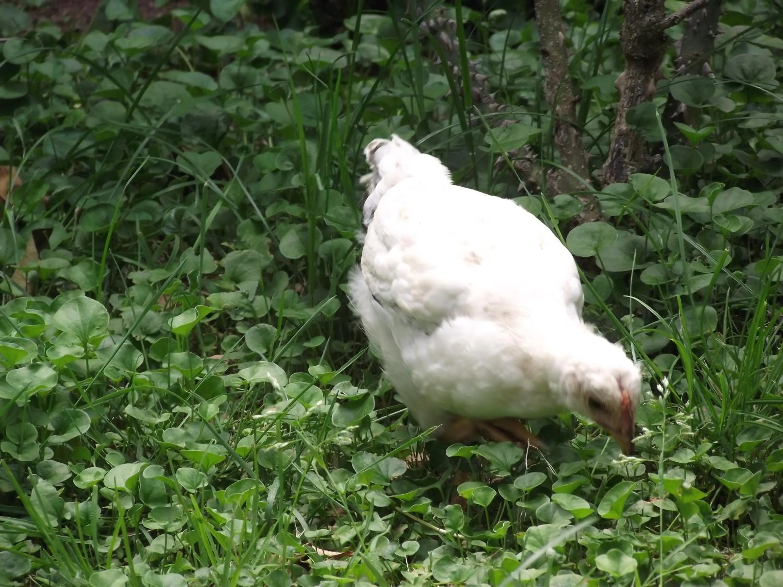 Animals in Mercan Bungalow