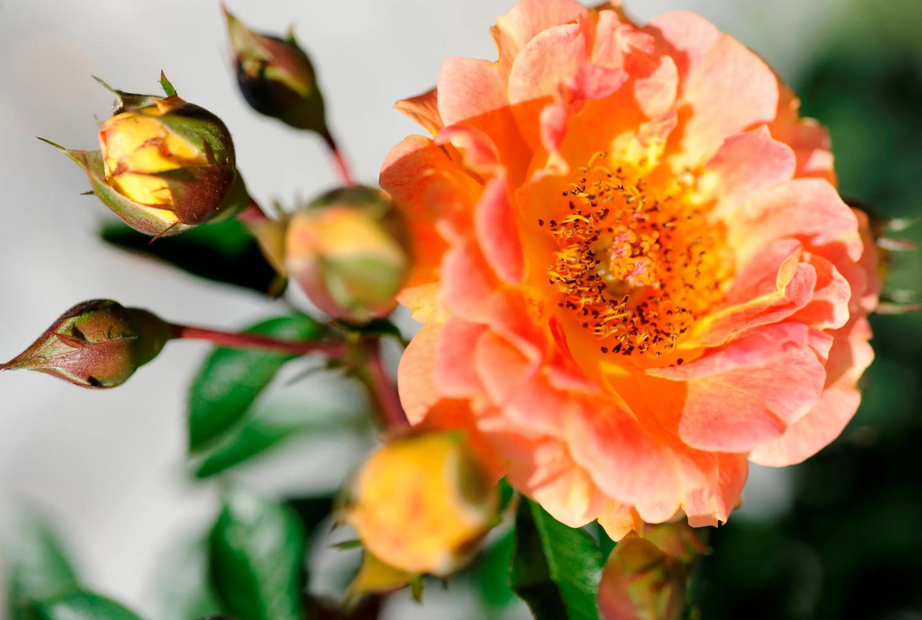 Summer in Gästehaus Krappel