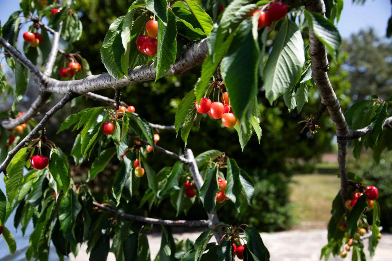 Agriturismo Panacea